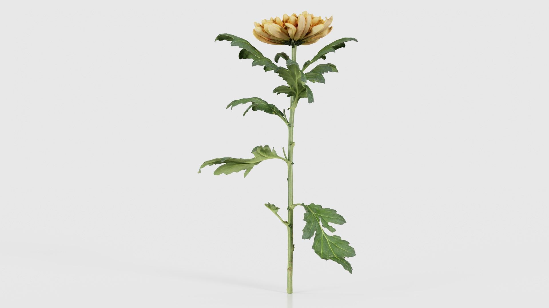 Hardy Garden Mum Chrysanthemum Morifolium Low-poly 3D model_23