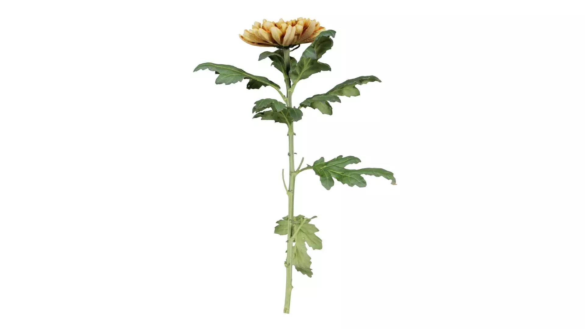 Hardy Garden Mum Chrysanthemum Morifolium Low-poly 3D model_0