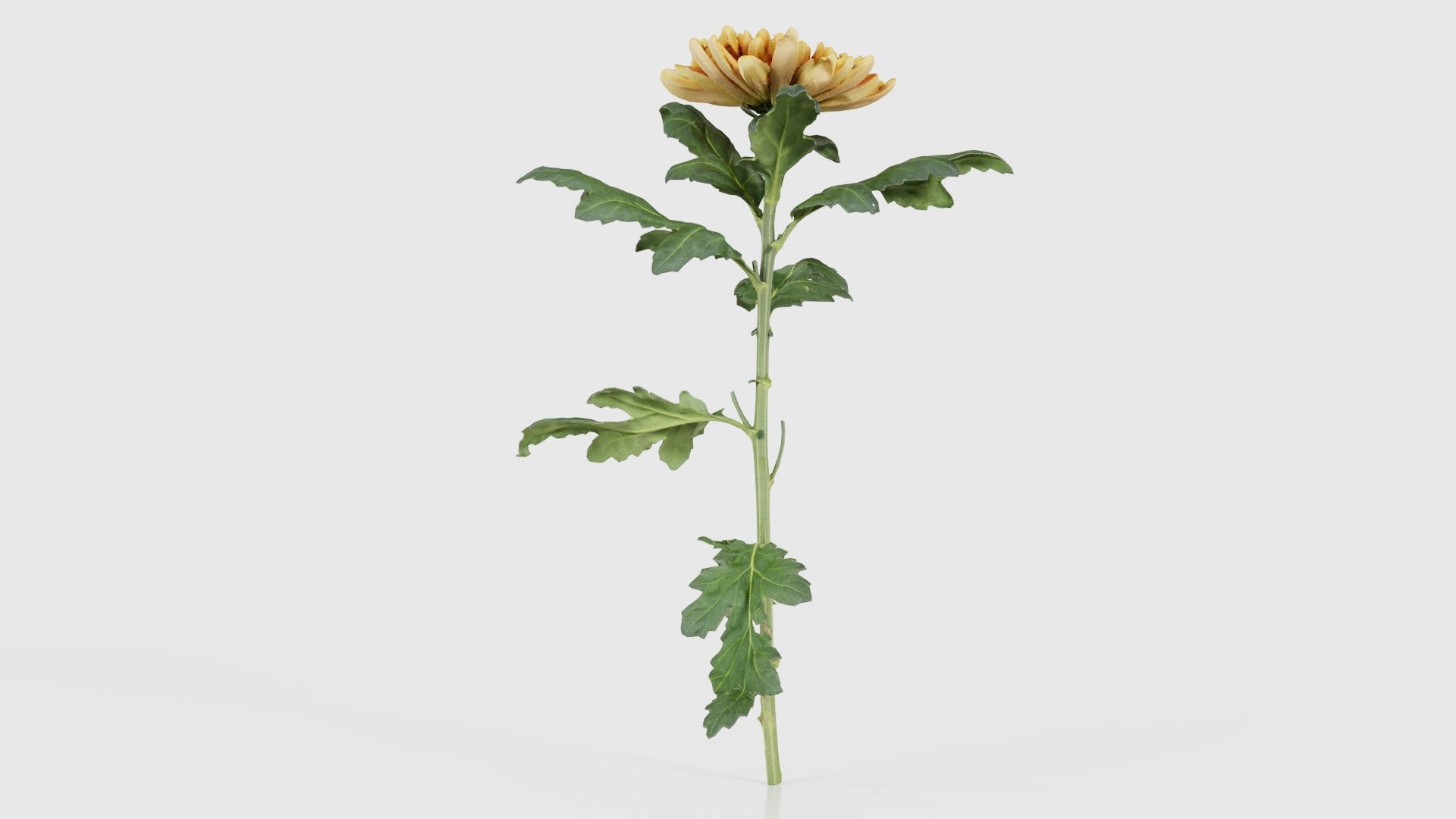 Hardy Garden Mum Chrysanthemum Morifolium Low-poly 3D model_21