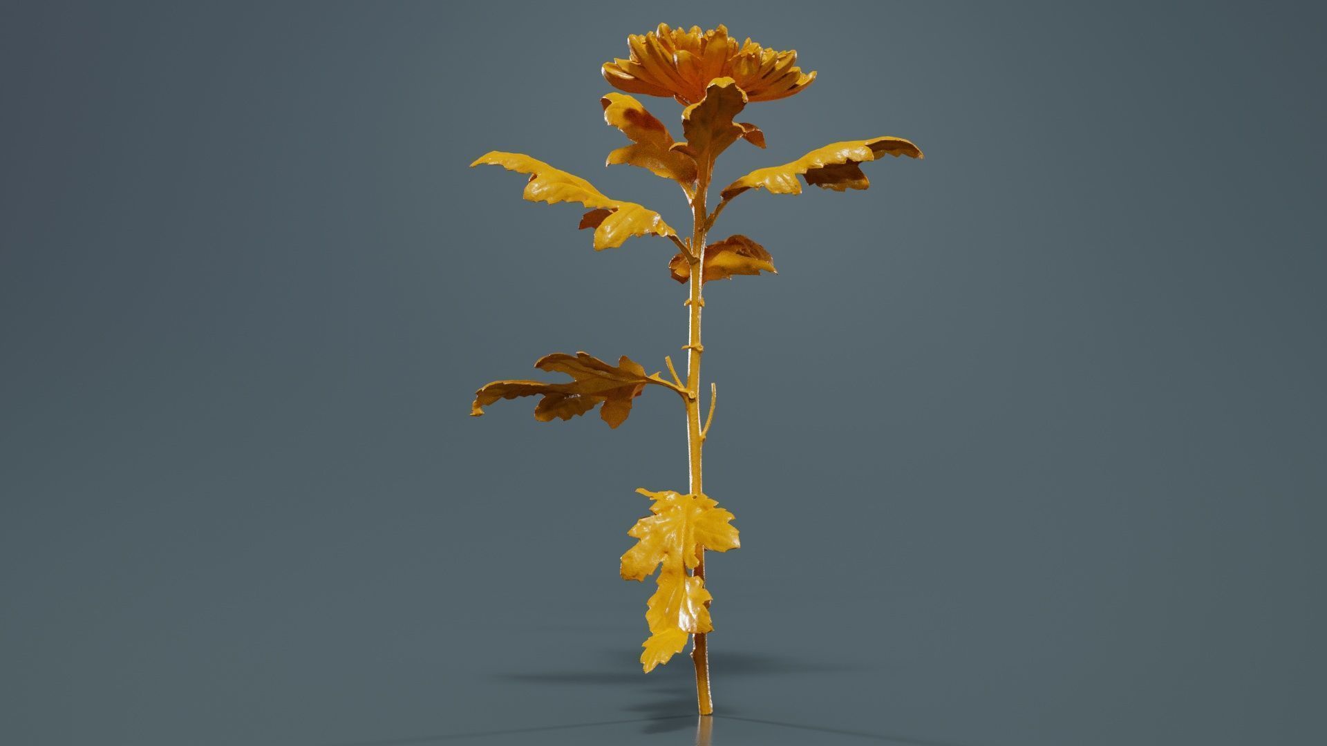 Hardy Garden Mum Chrysanthemum Morifolium Low-poly 3D model_13