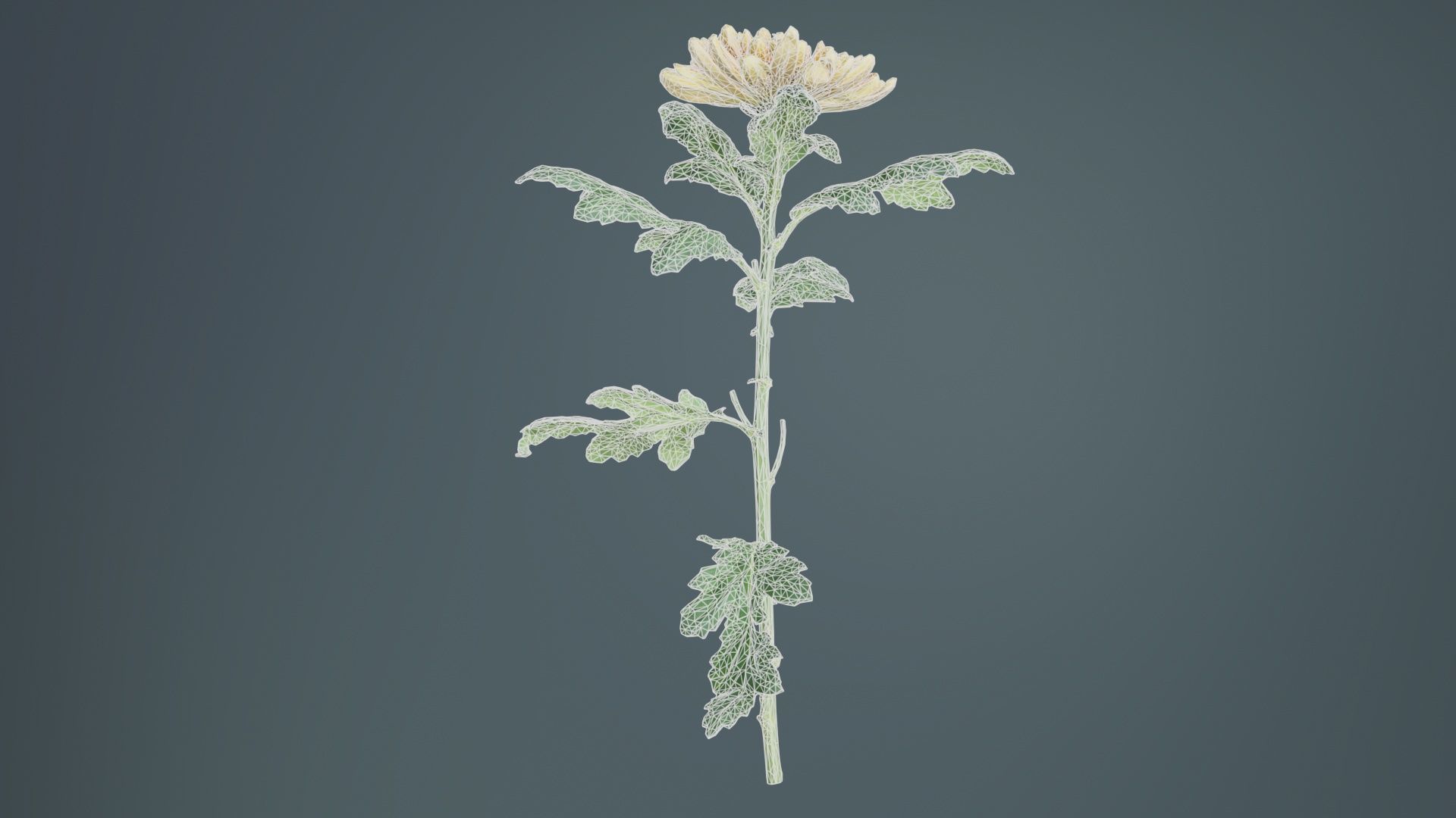 Hardy Garden Mum Chrysanthemum Morifolium Low-poly 3D model_10