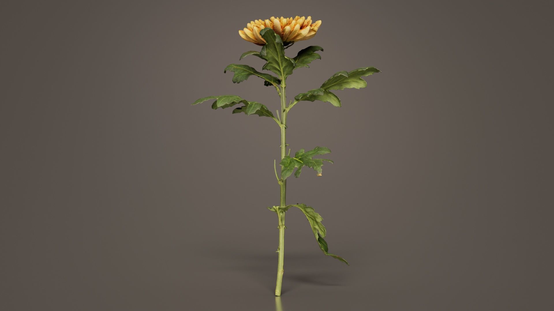 Hardy Garden Mum Chrysanthemum Morifolium Low-poly 3D model_8