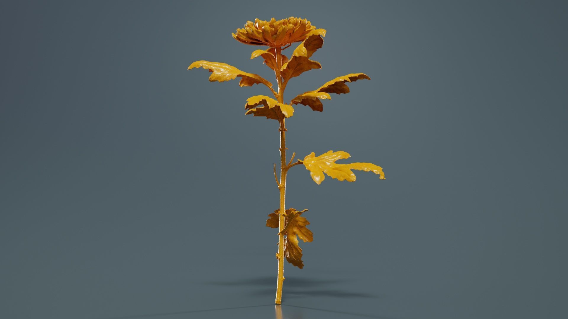 Hardy Garden Mum Chrysanthemum Morifolium Low-poly 3D model_12