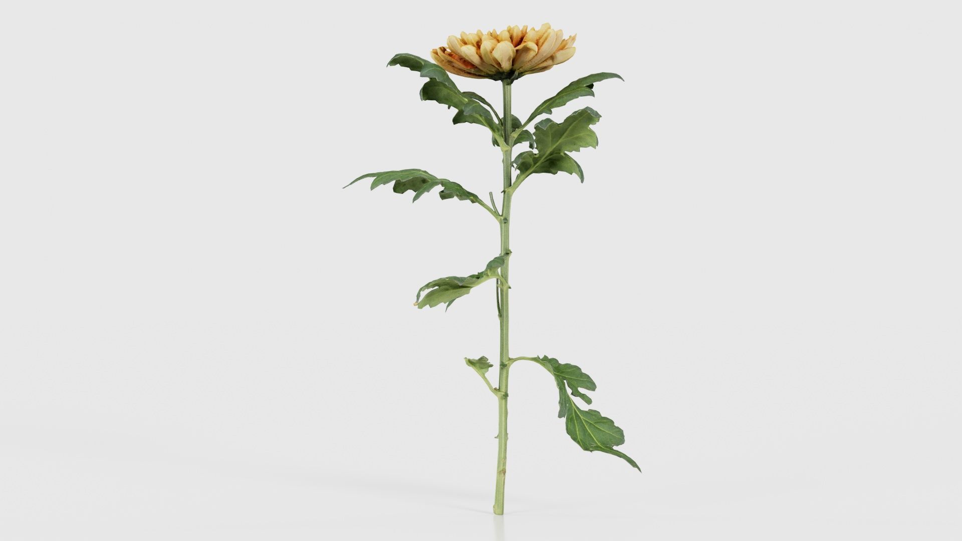 Hardy Garden Mum Chrysanthemum Morifolium Low-poly 3D model_24