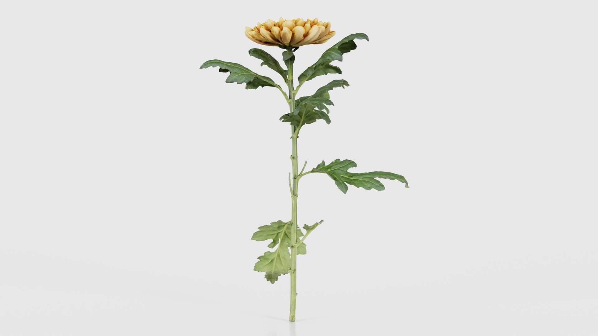 Hardy Garden Mum Chrysanthemum Morifolium Low-poly 3D model_16