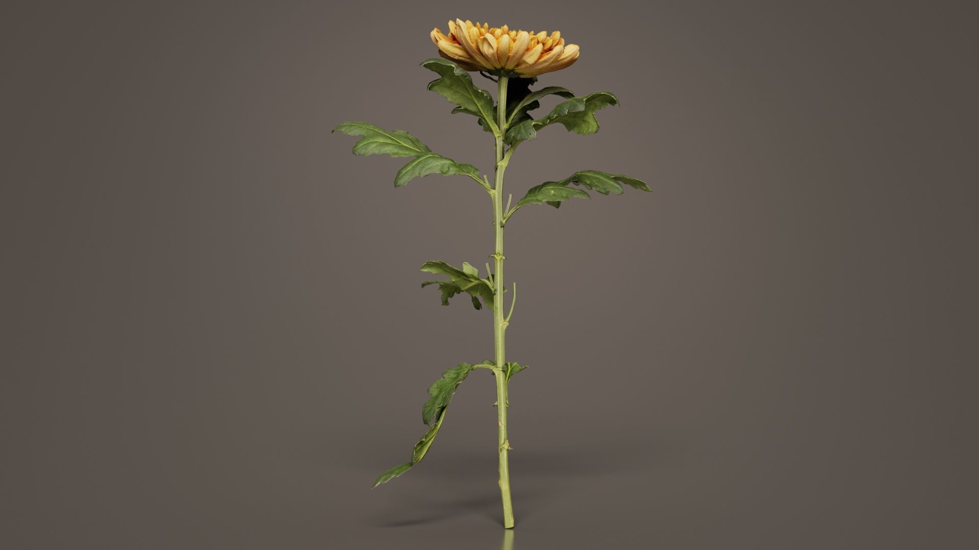 Hardy Garden Mum Chrysanthemum Morifolium Low-poly 3D model_5