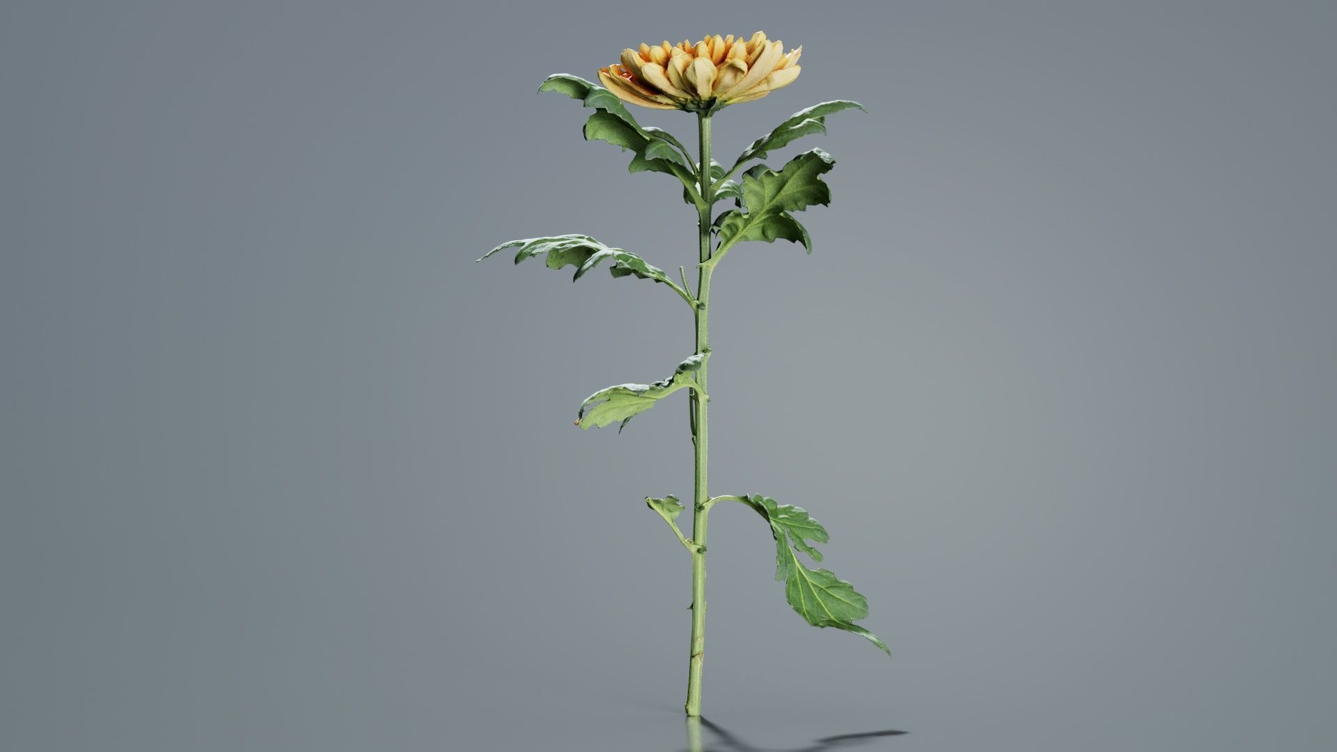 Hardy Garden Mum Chrysanthemum Morifolium Low-poly 3D model_4