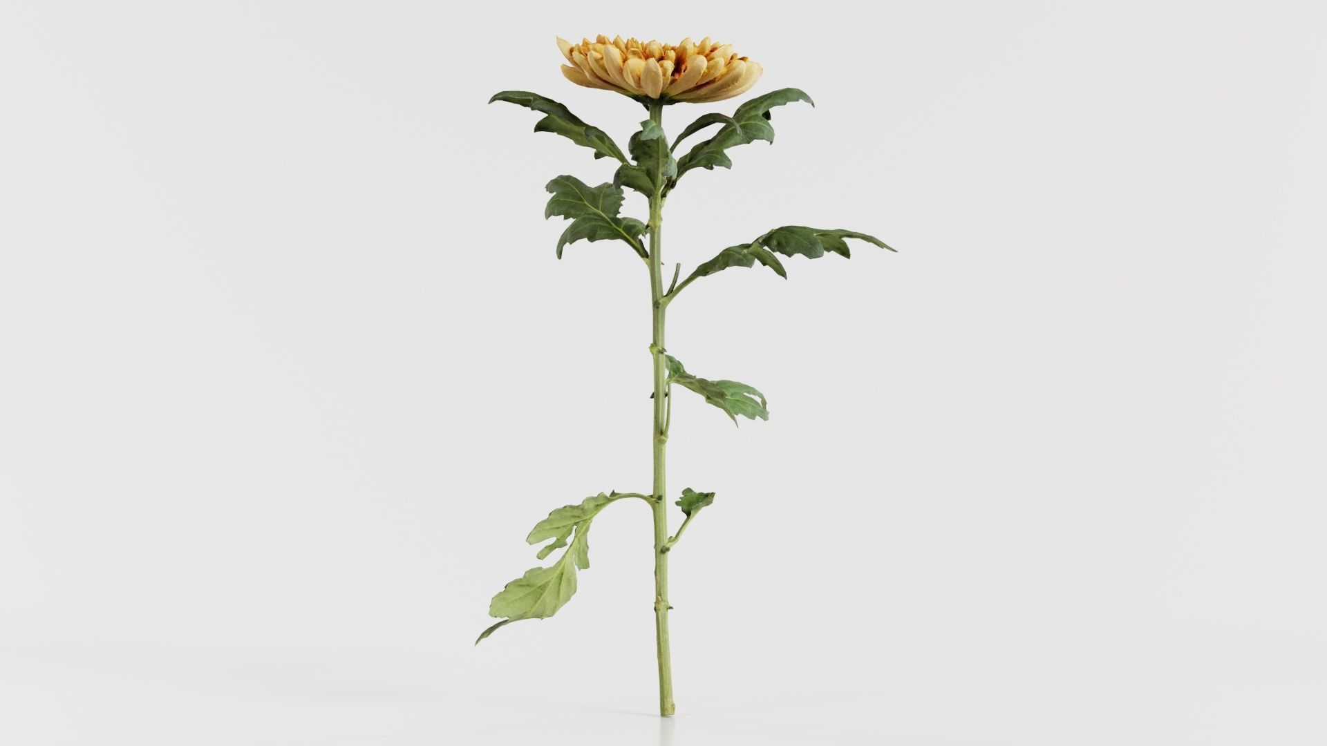 Hardy Garden Mum Chrysanthemum Morifolium Low-poly 3D model_2