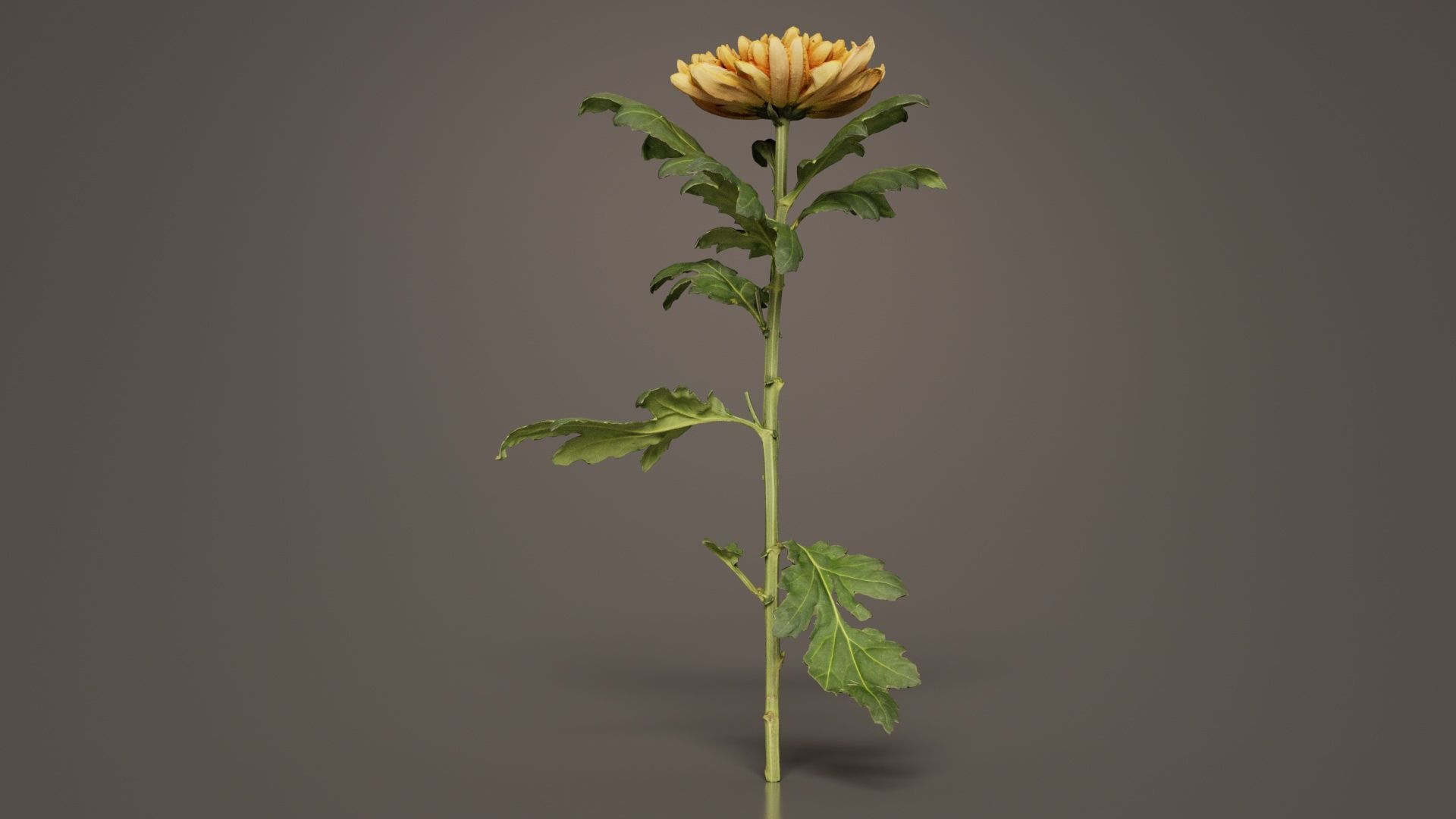Hardy Garden Mum Chrysanthemum Morifolium Low-poly 3D model_6