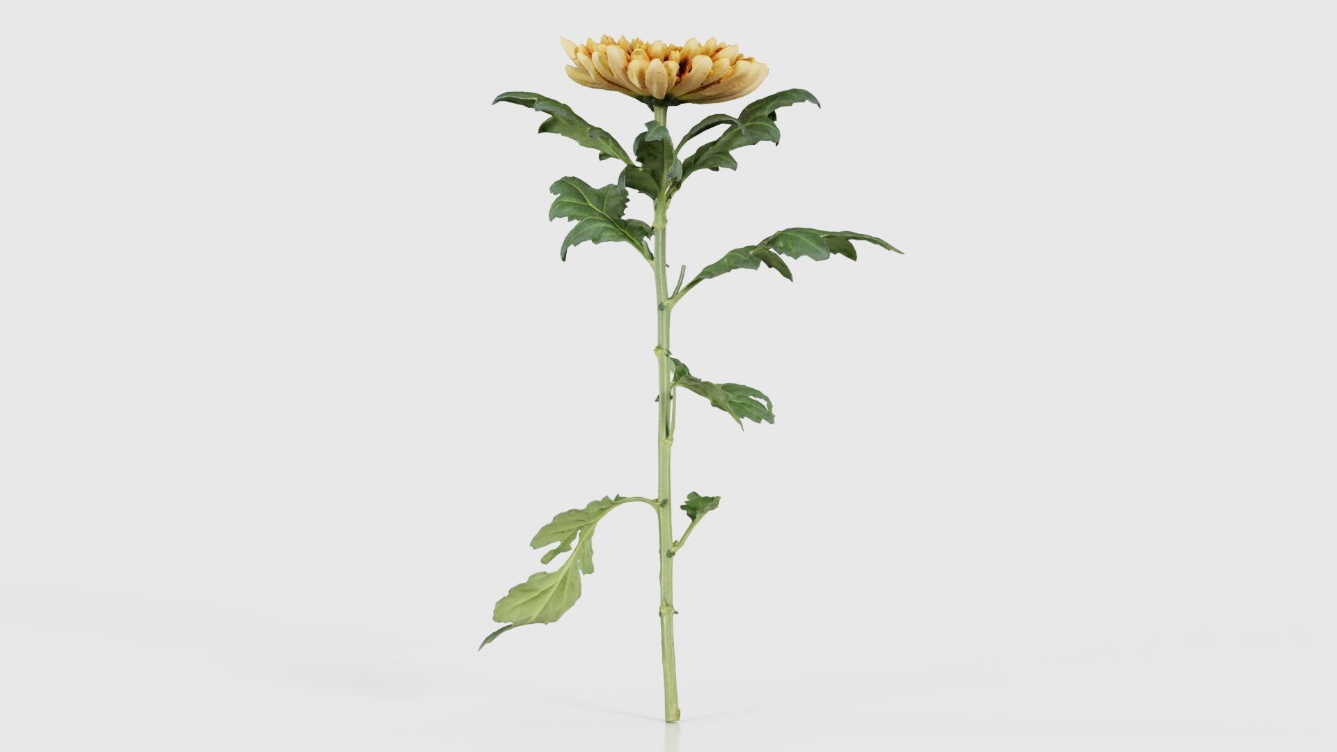 Hardy Garden Mum Chrysanthemum Morifolium Low-poly 3D model_18