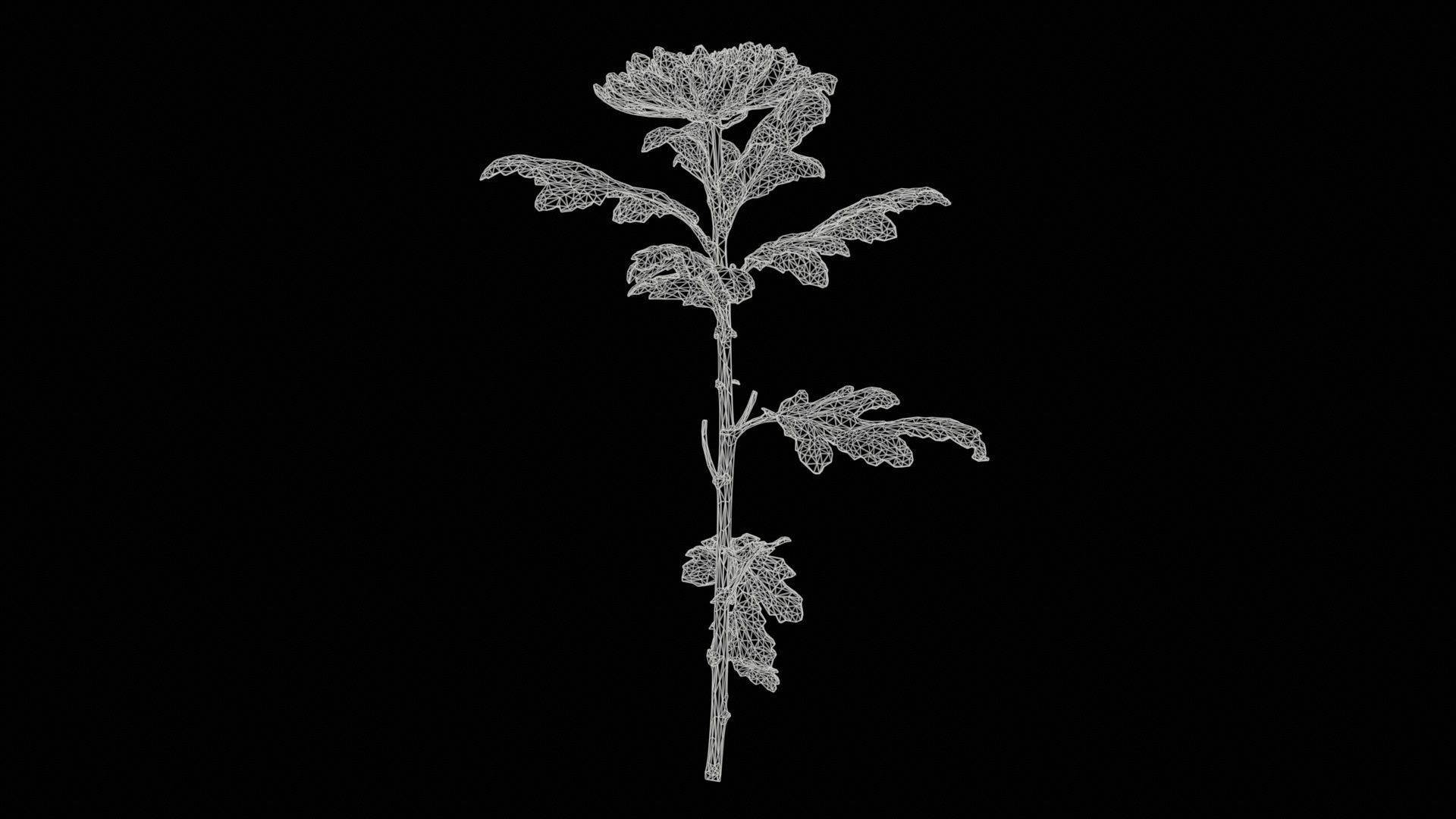 Hardy Garden Mum Chrysanthemum Morifolium Low-poly 3D model_11