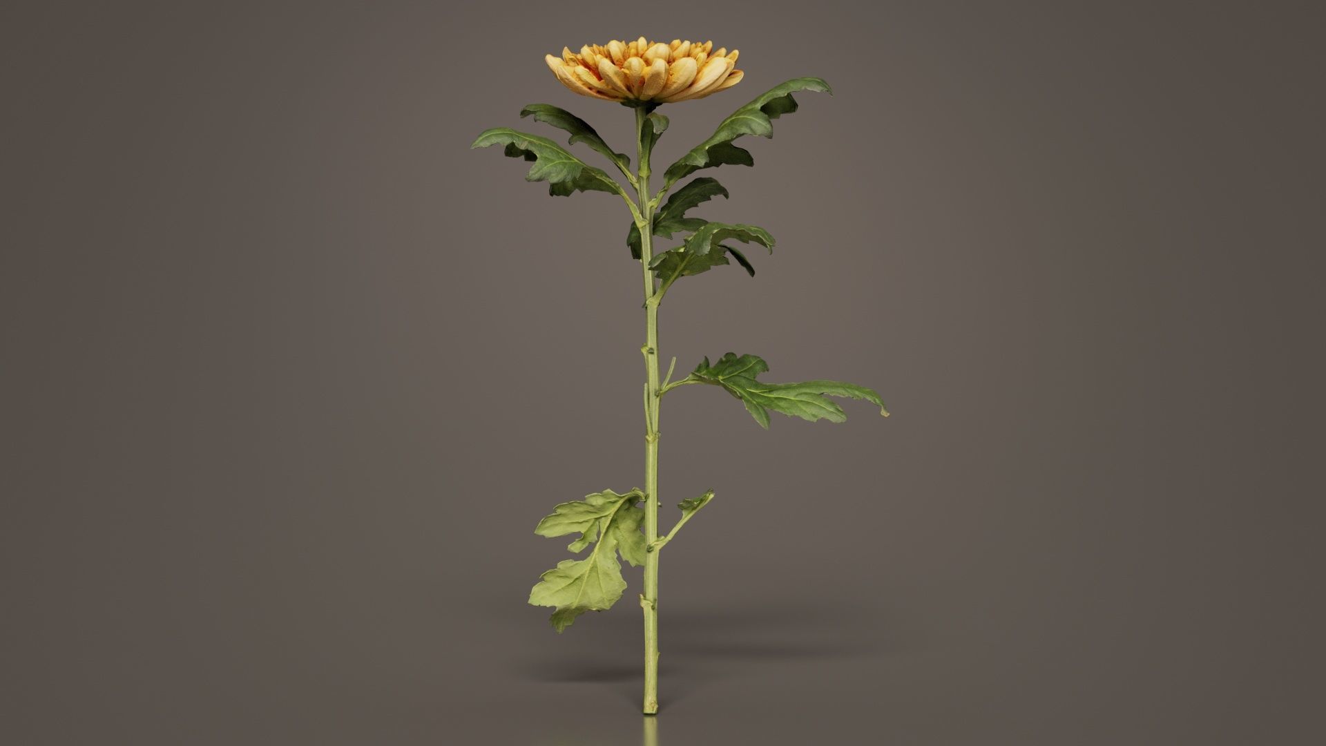 Hardy Garden Mum Chrysanthemum Morifolium Low-poly 3D model_3