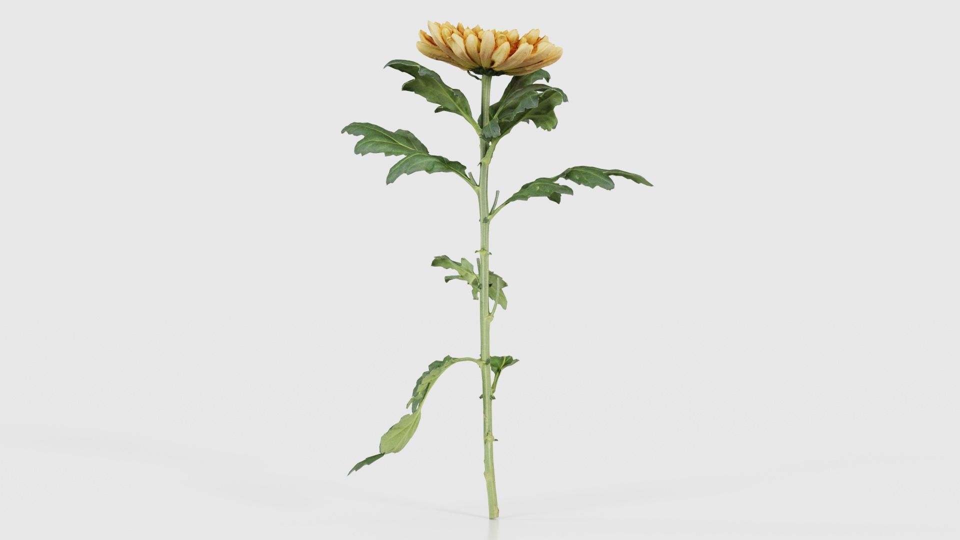Hardy Garden Mum Chrysanthemum Morifolium Low-poly 3D model_19