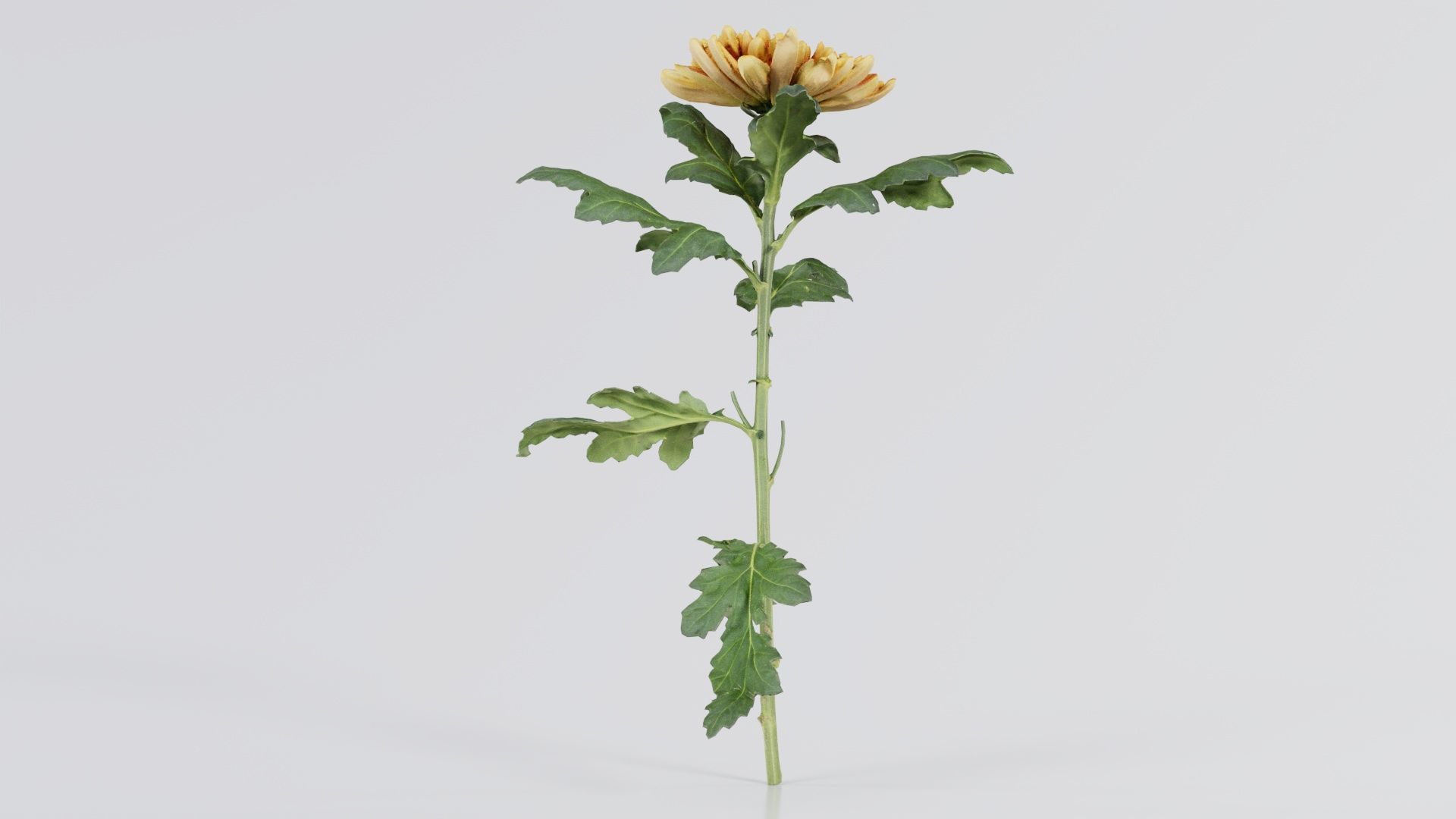 Hardy Garden Mum Chrysanthemum Morifolium Low-poly 3D model_7