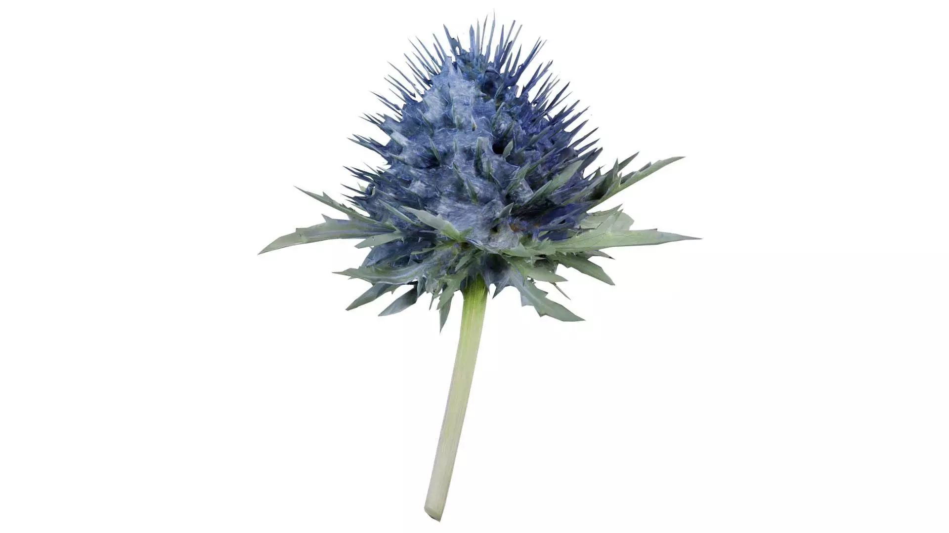 Milk Marian Mary Blessed Thistle Silybum Marianum Low-poly 3D model