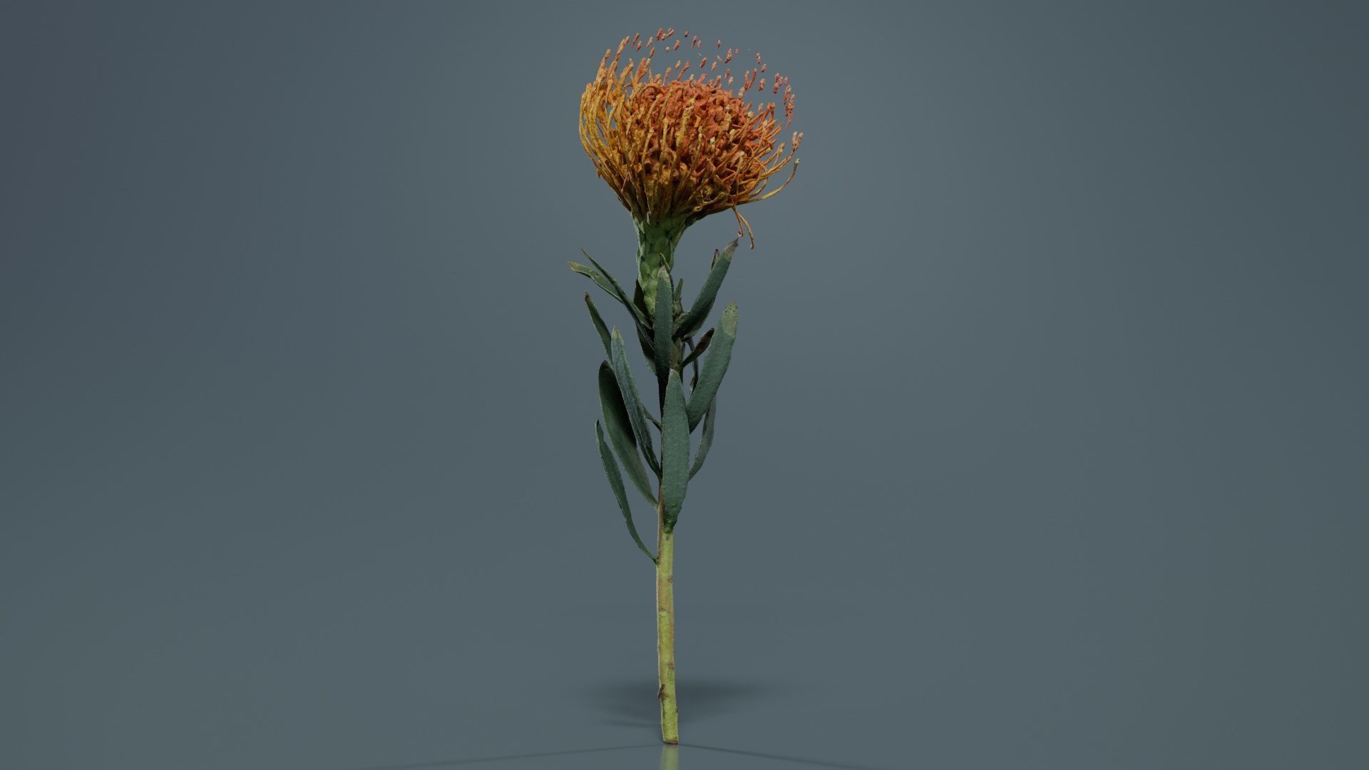 Ornamental Pincushion Leucospermum Cordifolium Low-poly 3D model_2