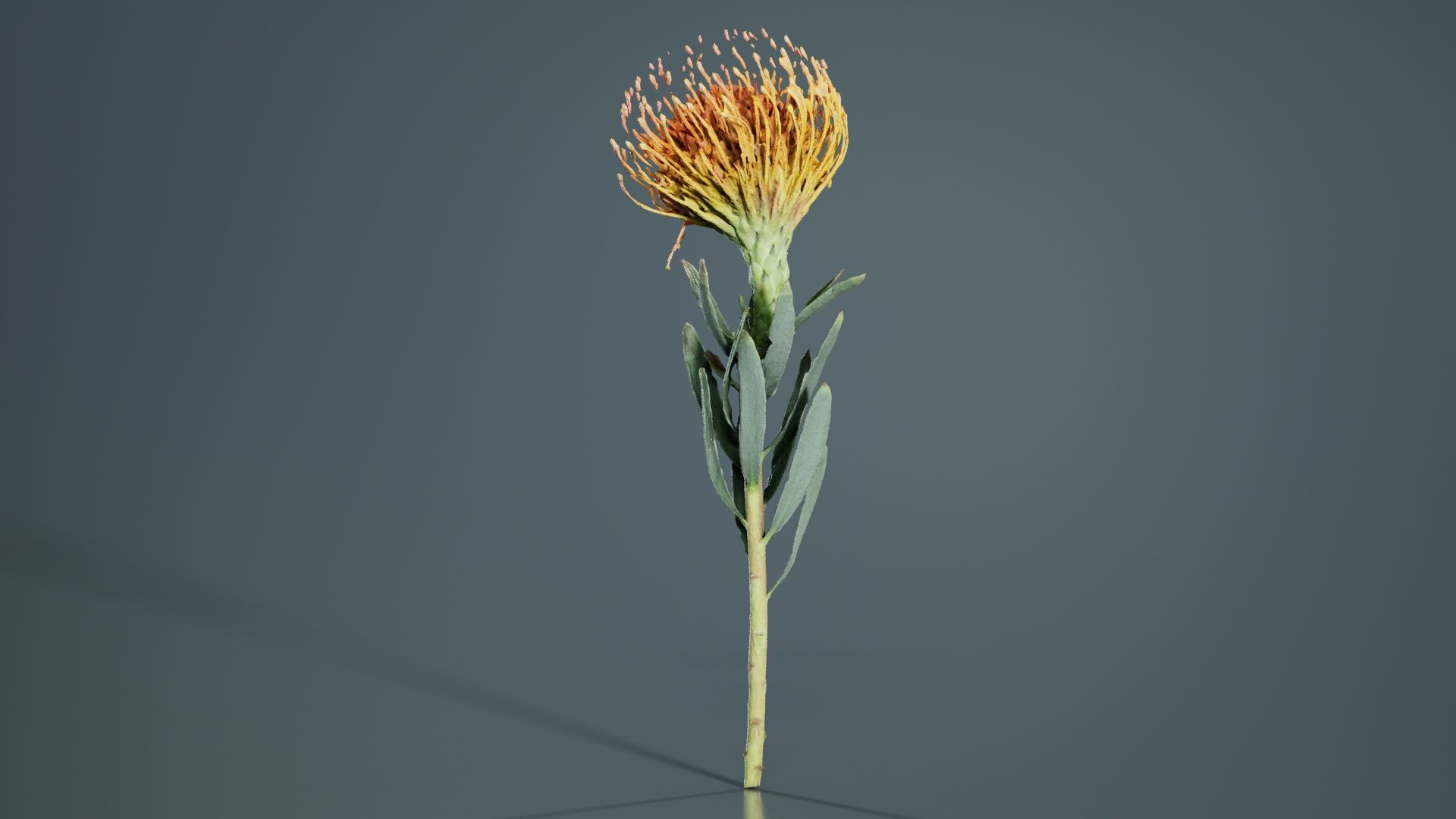 Ornamental Pincushion Leucospermum Cordifolium Low-poly 3D model_1