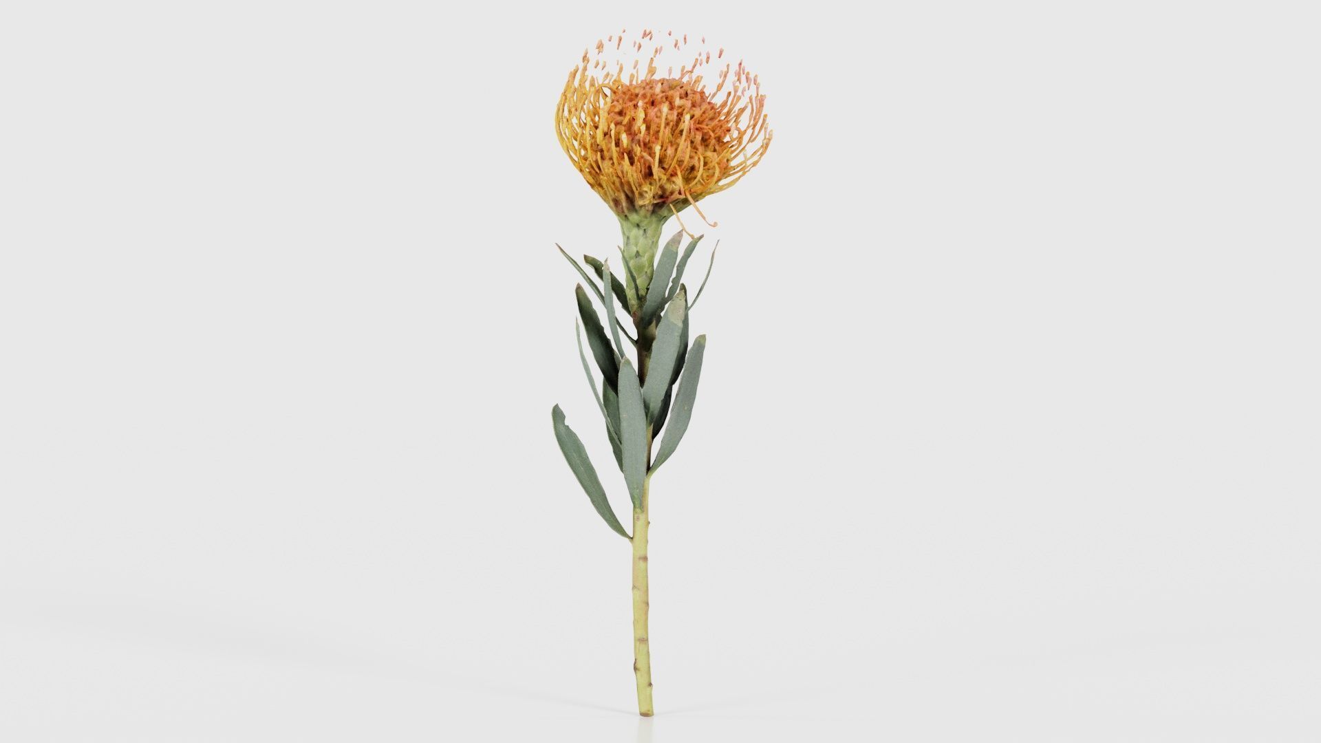 Ornamental Pincushion Leucospermum Cordifolium Low-poly 3D model_17