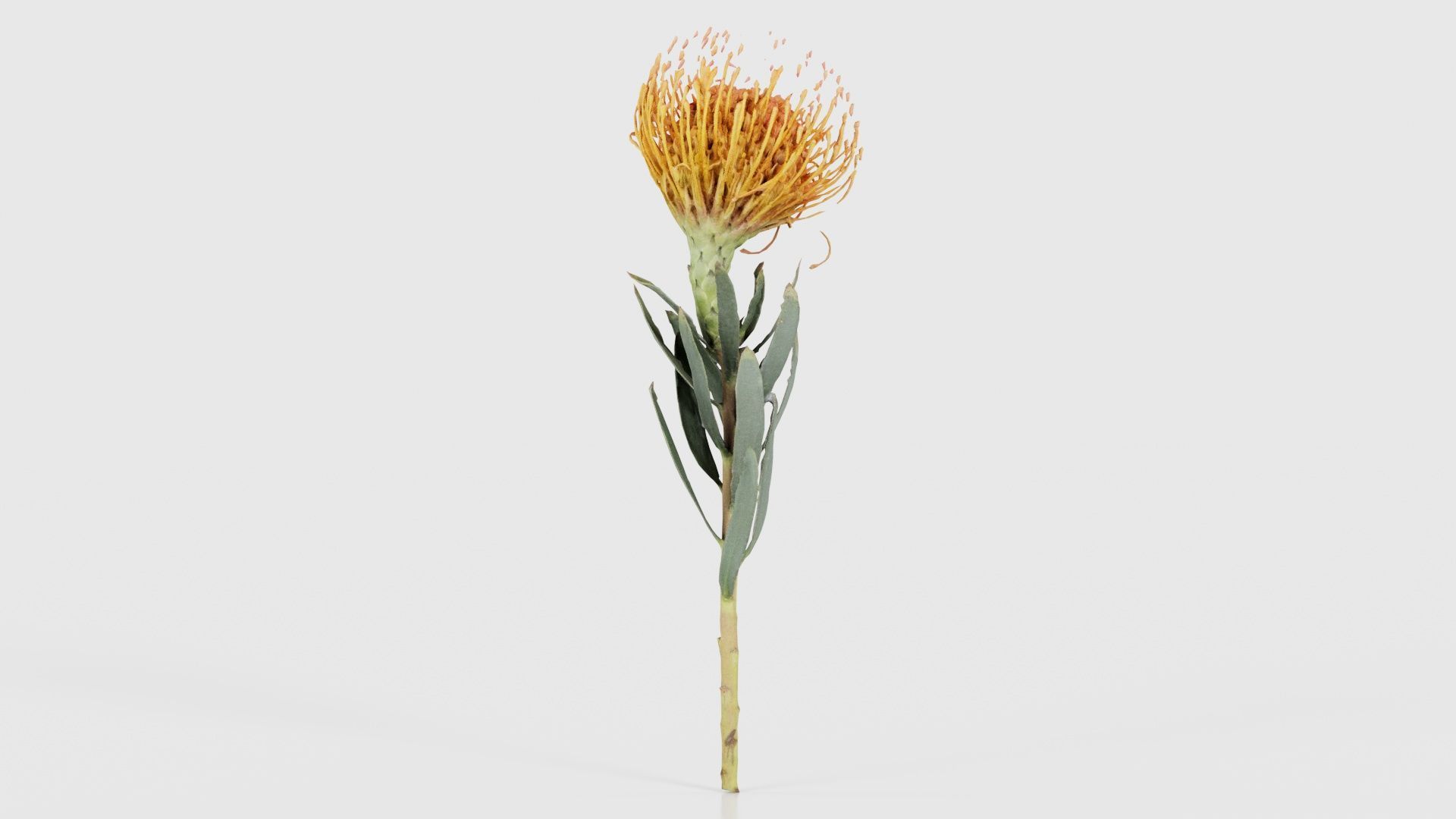 Ornamental Pincushion Leucospermum Cordifolium Low-poly 3D model_20