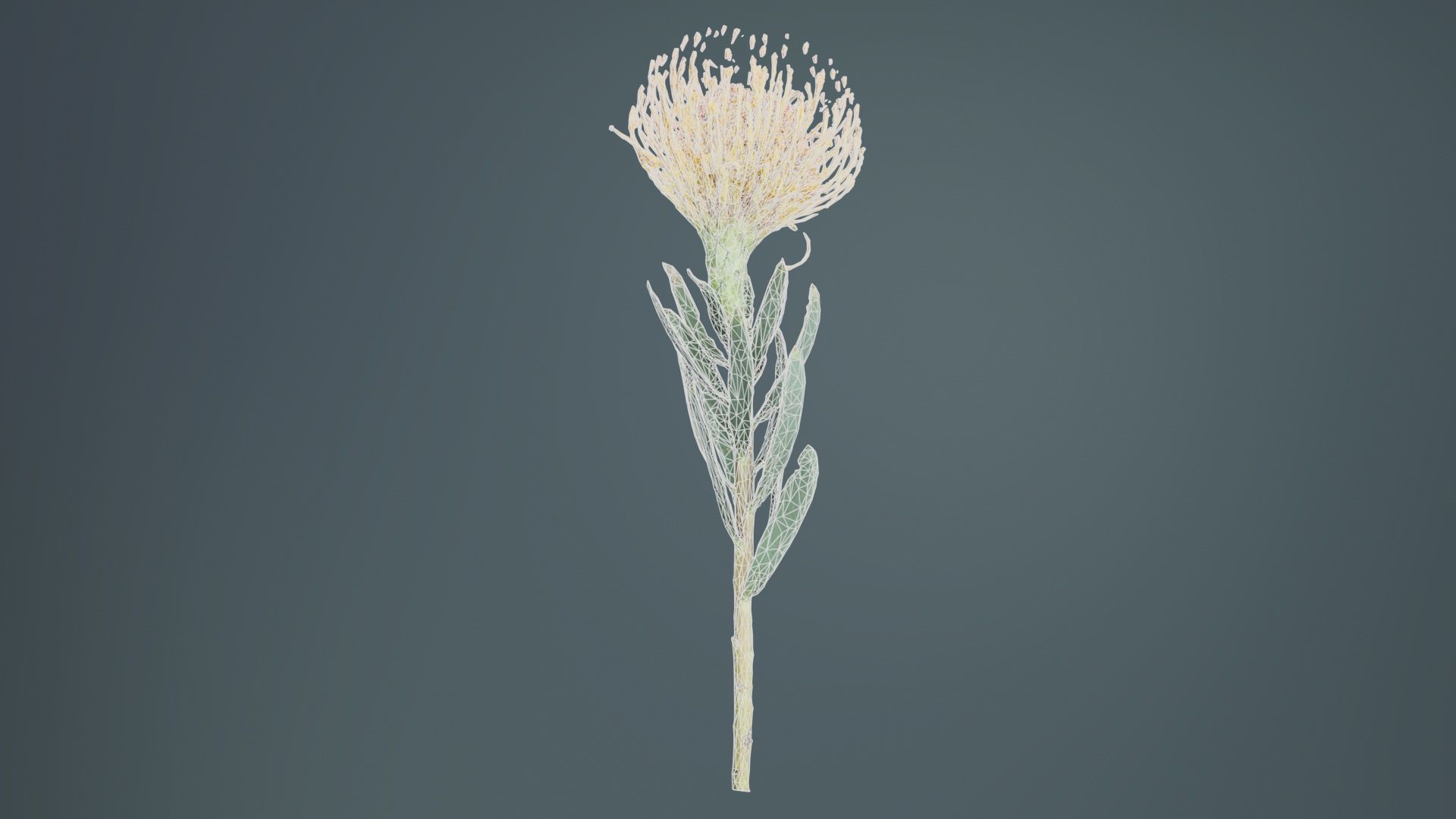 Ornamental Pincushion Leucospermum Cordifolium Low-poly 3D model_10
