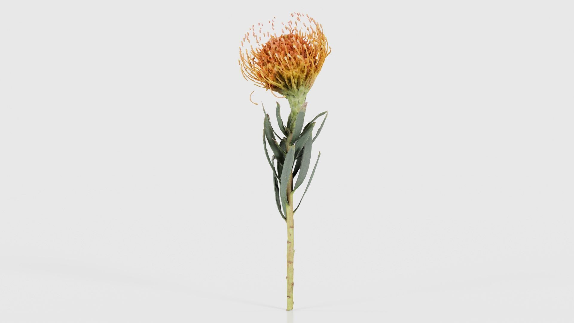 Ornamental Pincushion Leucospermum Cordifolium Low-poly 3D model_26
