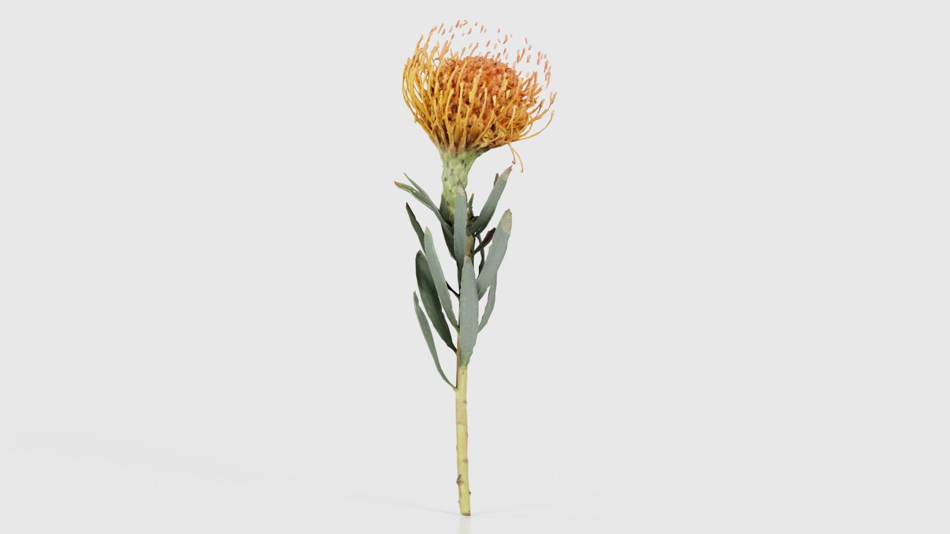 Ornamental Pincushion Leucospermum Cordifolium Low-poly 3D model_18