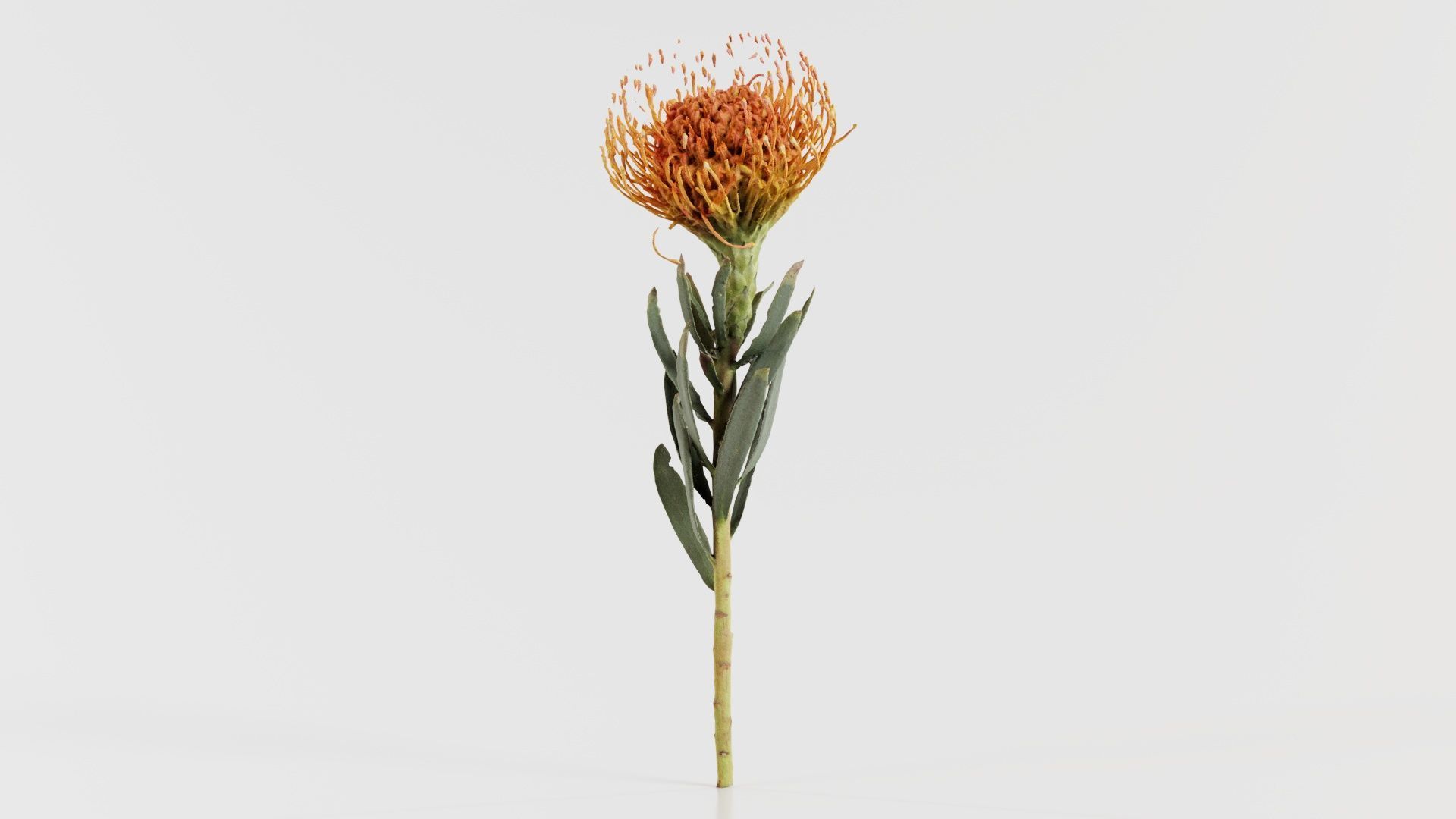 Ornamental Pincushion Leucospermum Cordifolium Low-poly 3D model_7