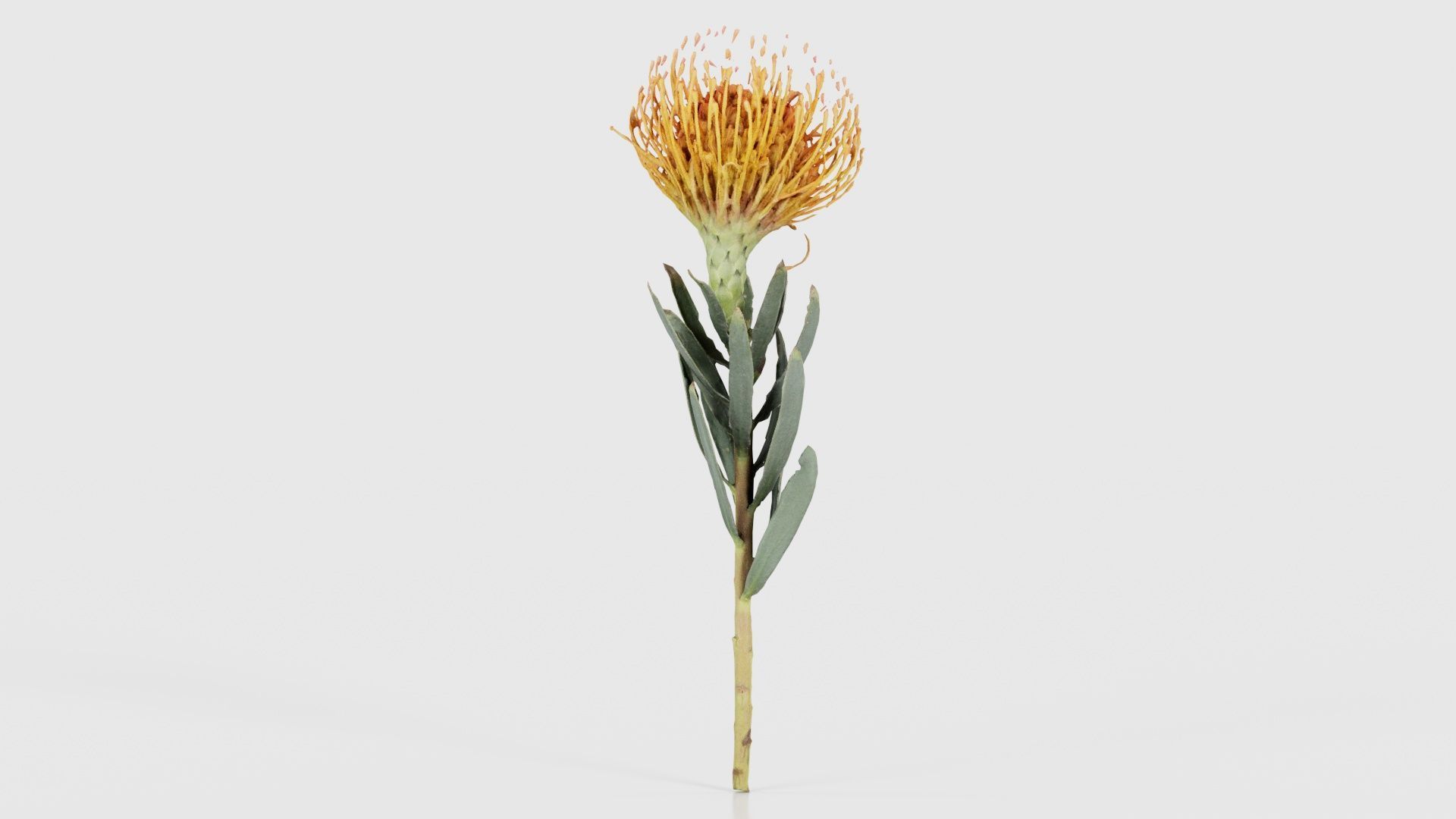Ornamental Pincushion Leucospermum Cordifolium Low-poly 3D model_21