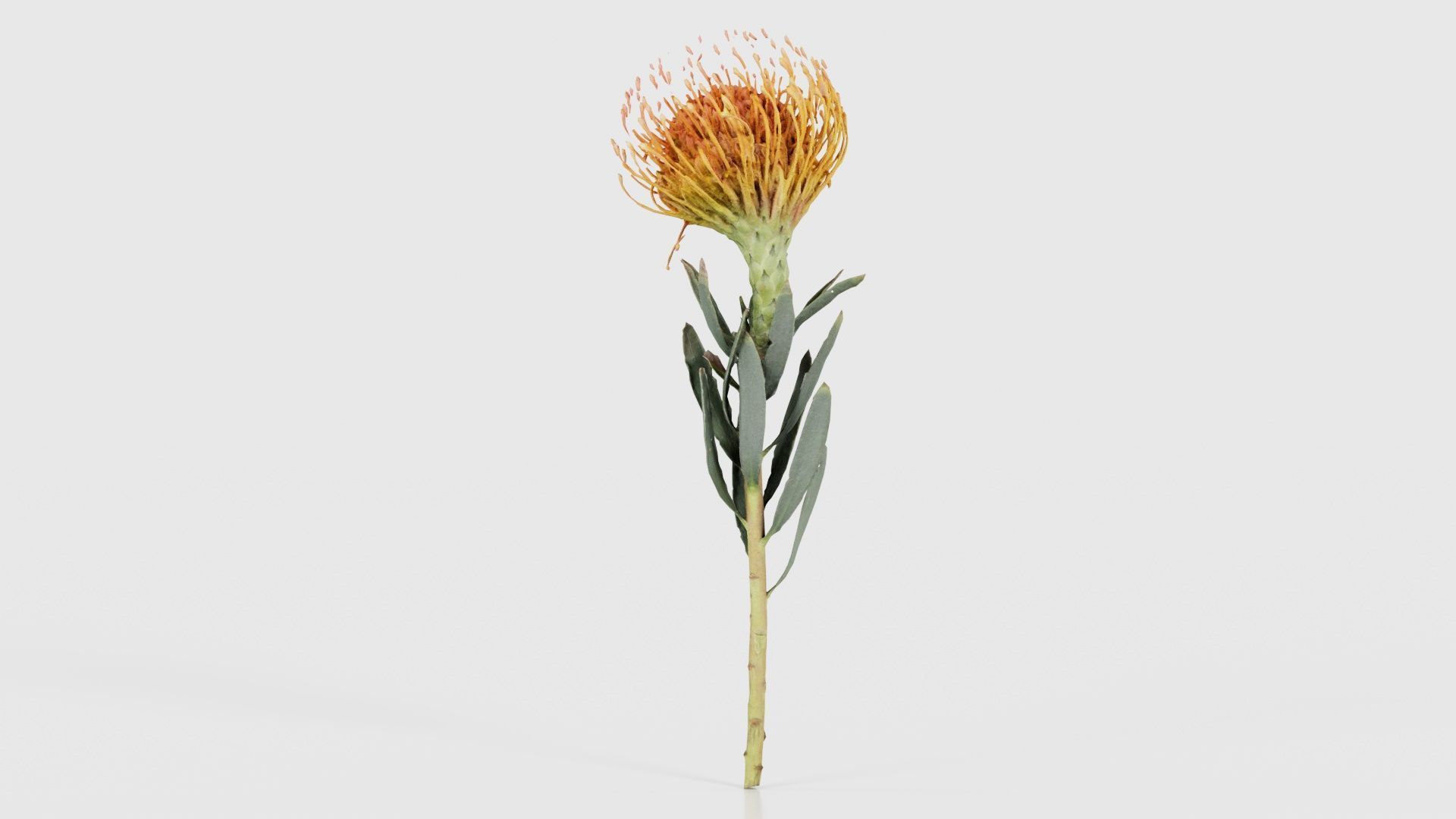 Ornamental Pincushion Leucospermum Cordifolium Low-poly 3D model_24