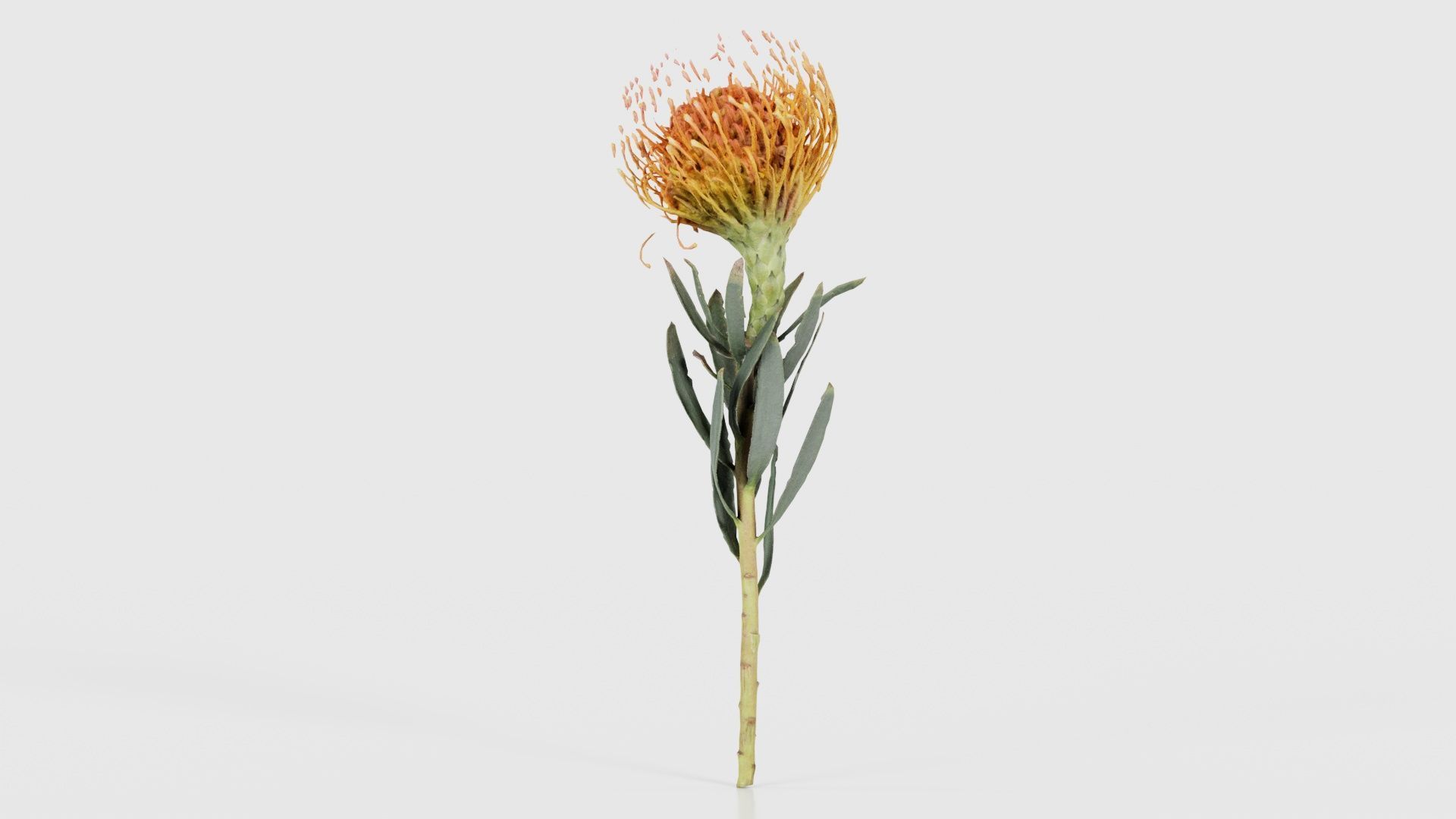 Ornamental Pincushion Leucospermum Cordifolium Low-poly 3D model_25