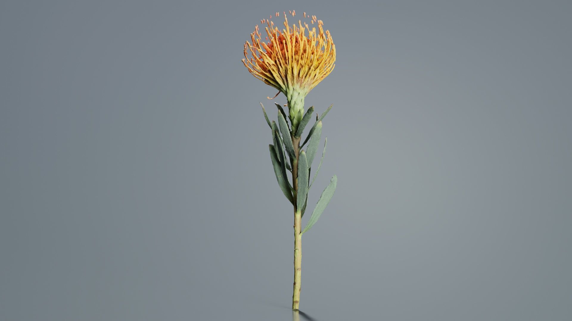 Ornamental Pincushion Leucospermum Cordifolium Low-poly 3D model_4
