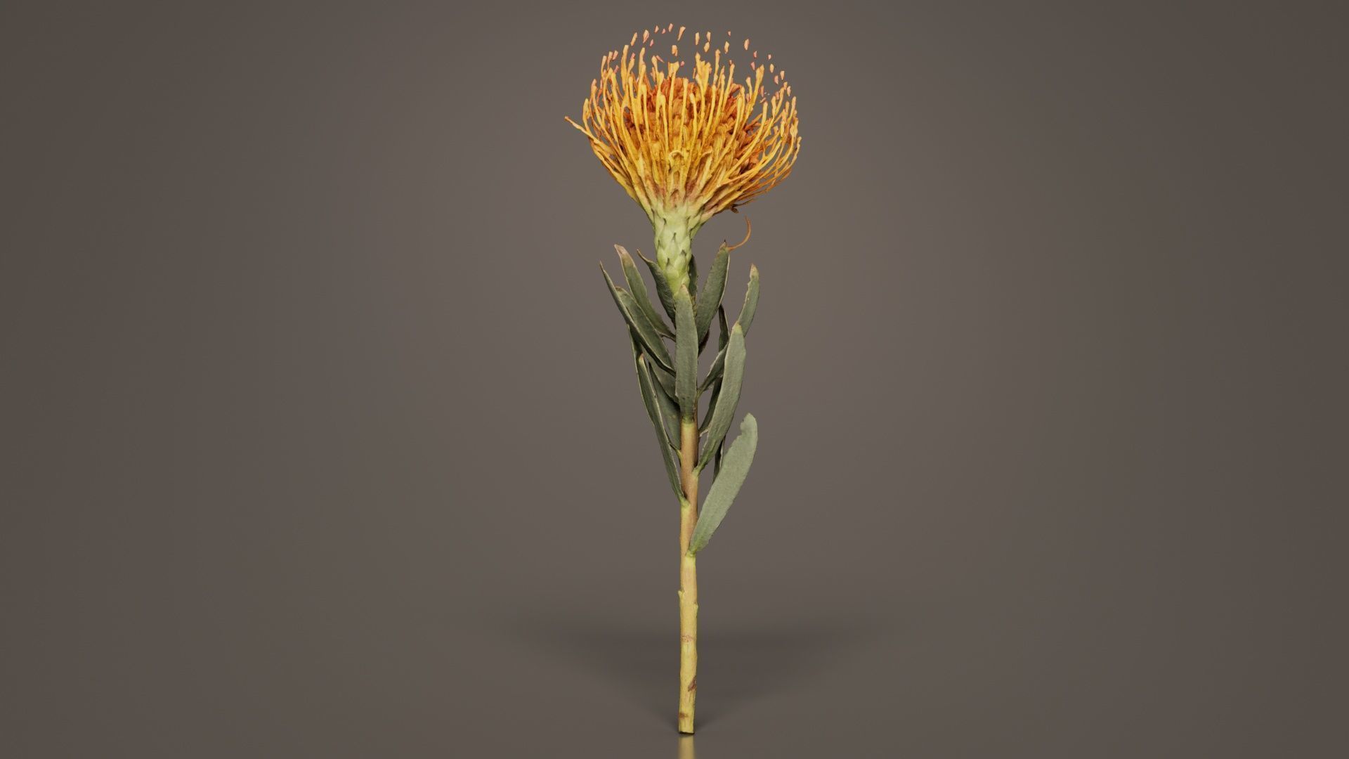 Ornamental Pincushion Leucospermum Cordifolium Low-poly 3D model_8