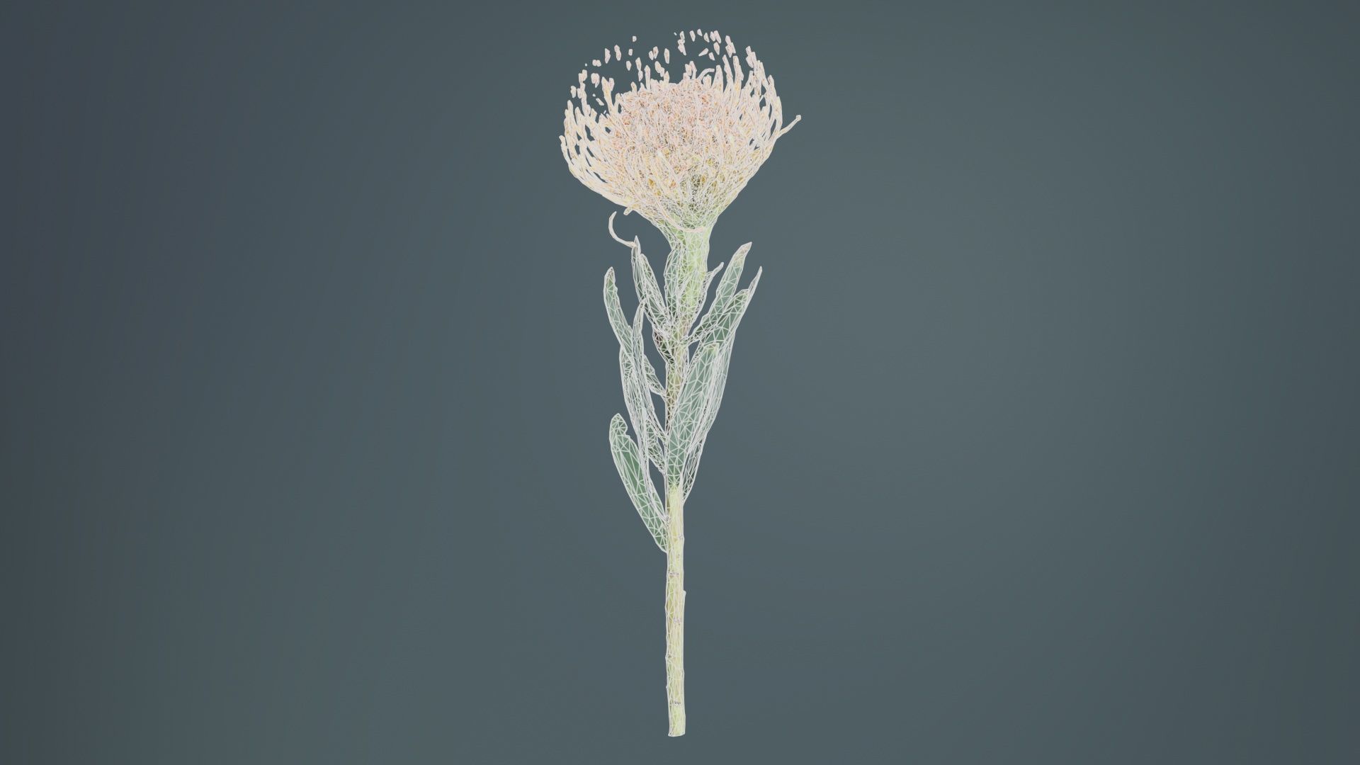 Ornamental Pincushion Leucospermum Cordifolium Low-poly 3D model_9