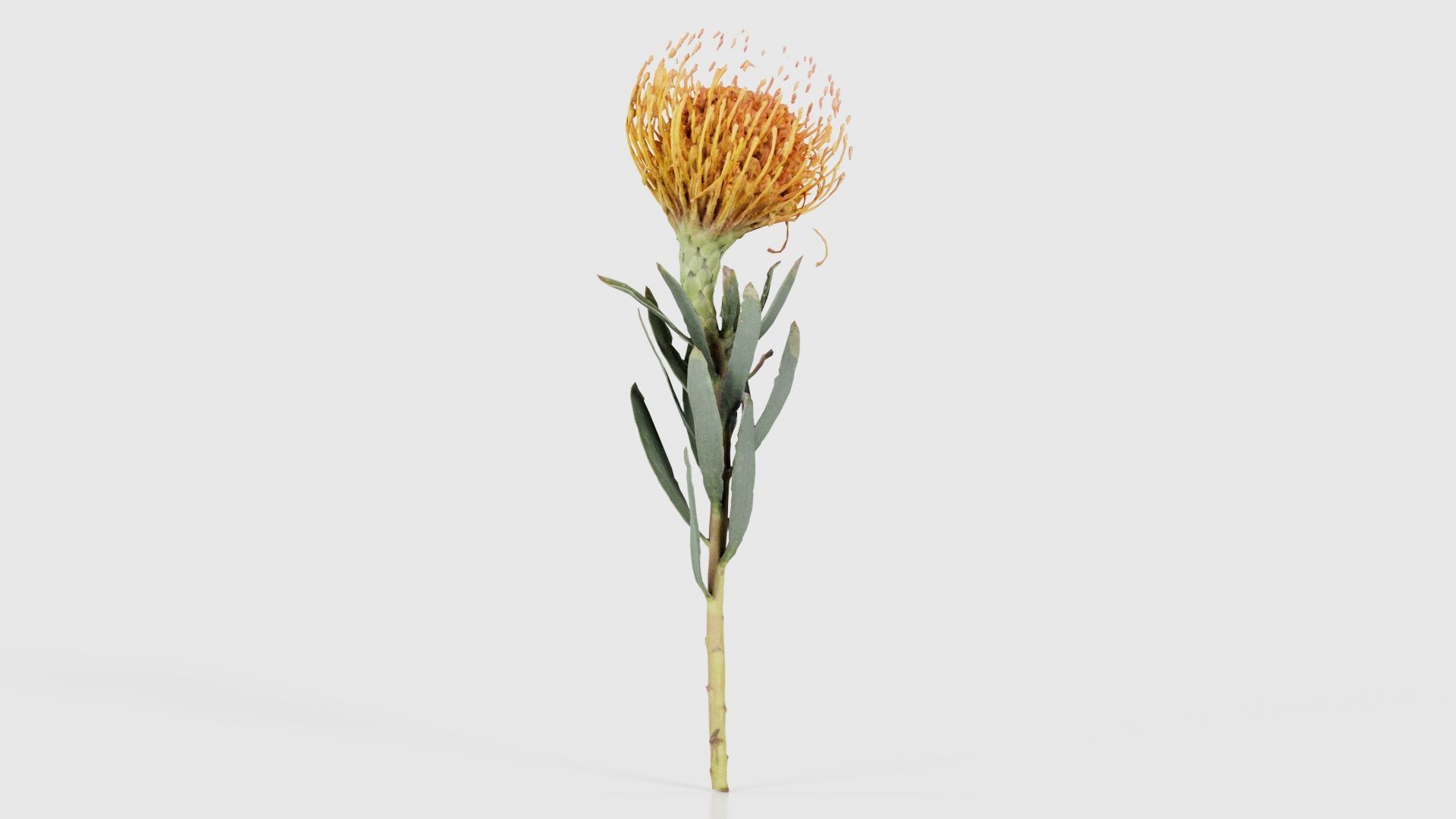 Ornamental Pincushion Leucospermum Cordifolium Low-poly 3D model_19