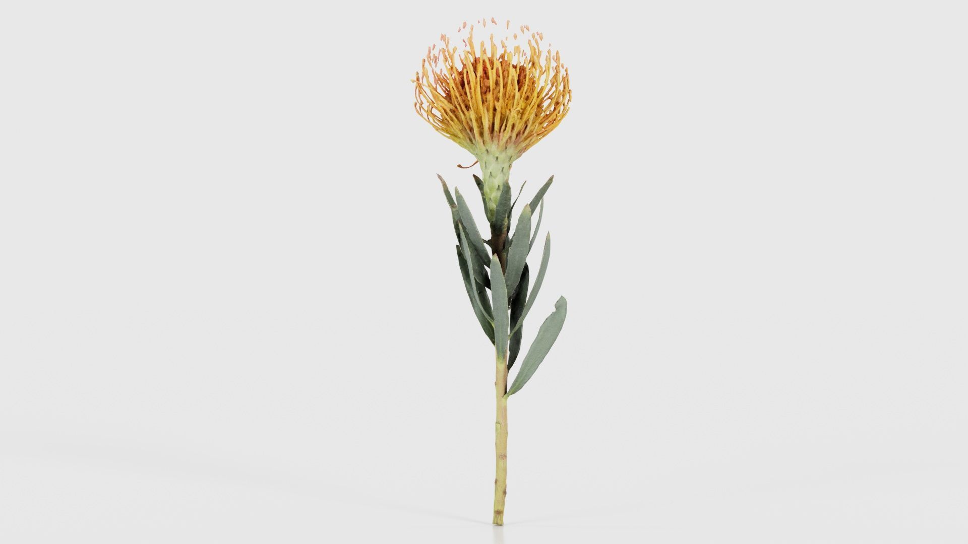 Ornamental Pincushion Leucospermum Cordifolium Low-poly 3D model_22
