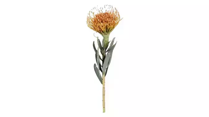 Ornamental Pincushion Leucospermum Cordifolium