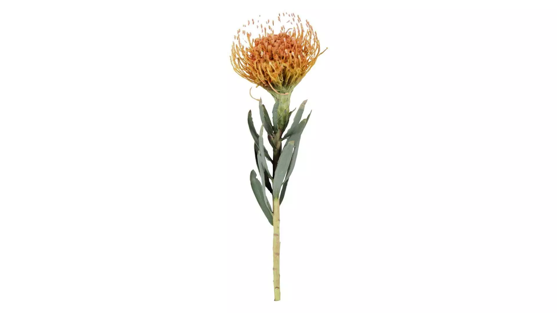 Ornamental Pincushion Leucospermum Cordifolium Low-poly 3D model_0