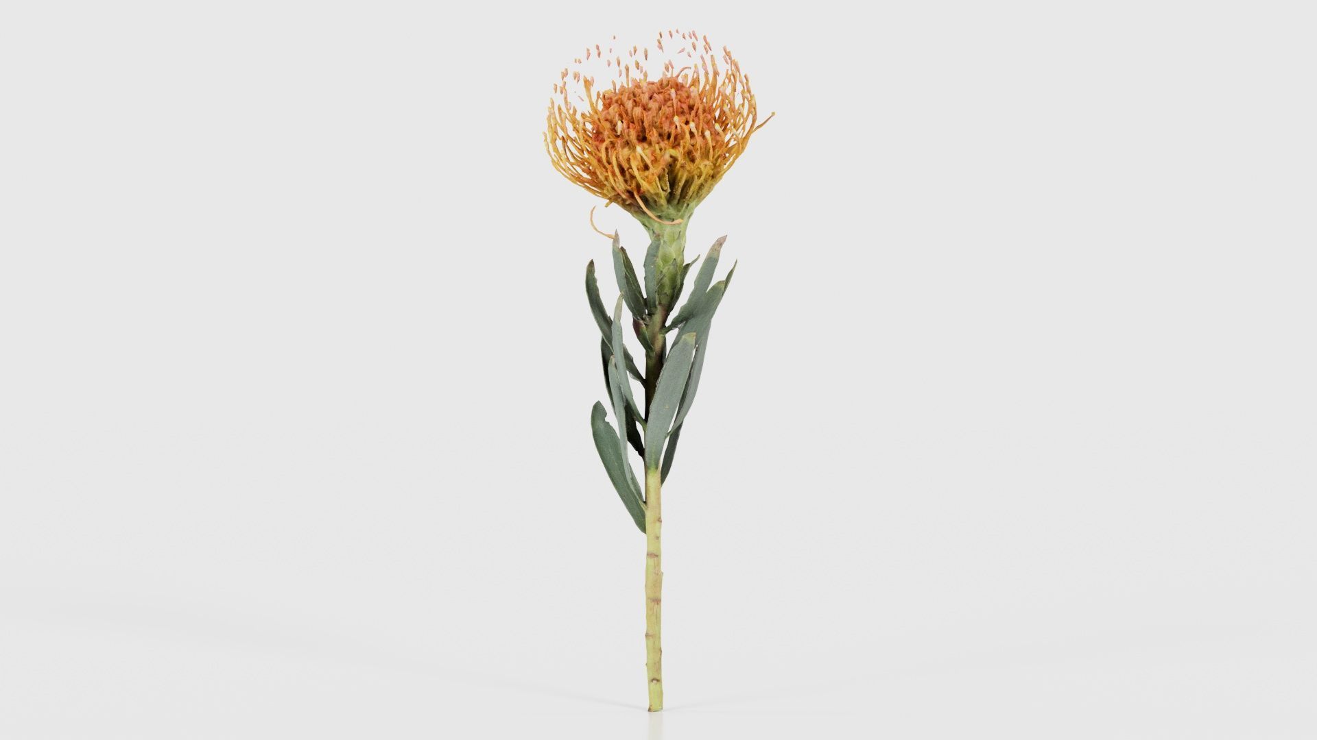 Ornamental Pincushion Leucospermum Cordifolium Low-poly 3D model_15