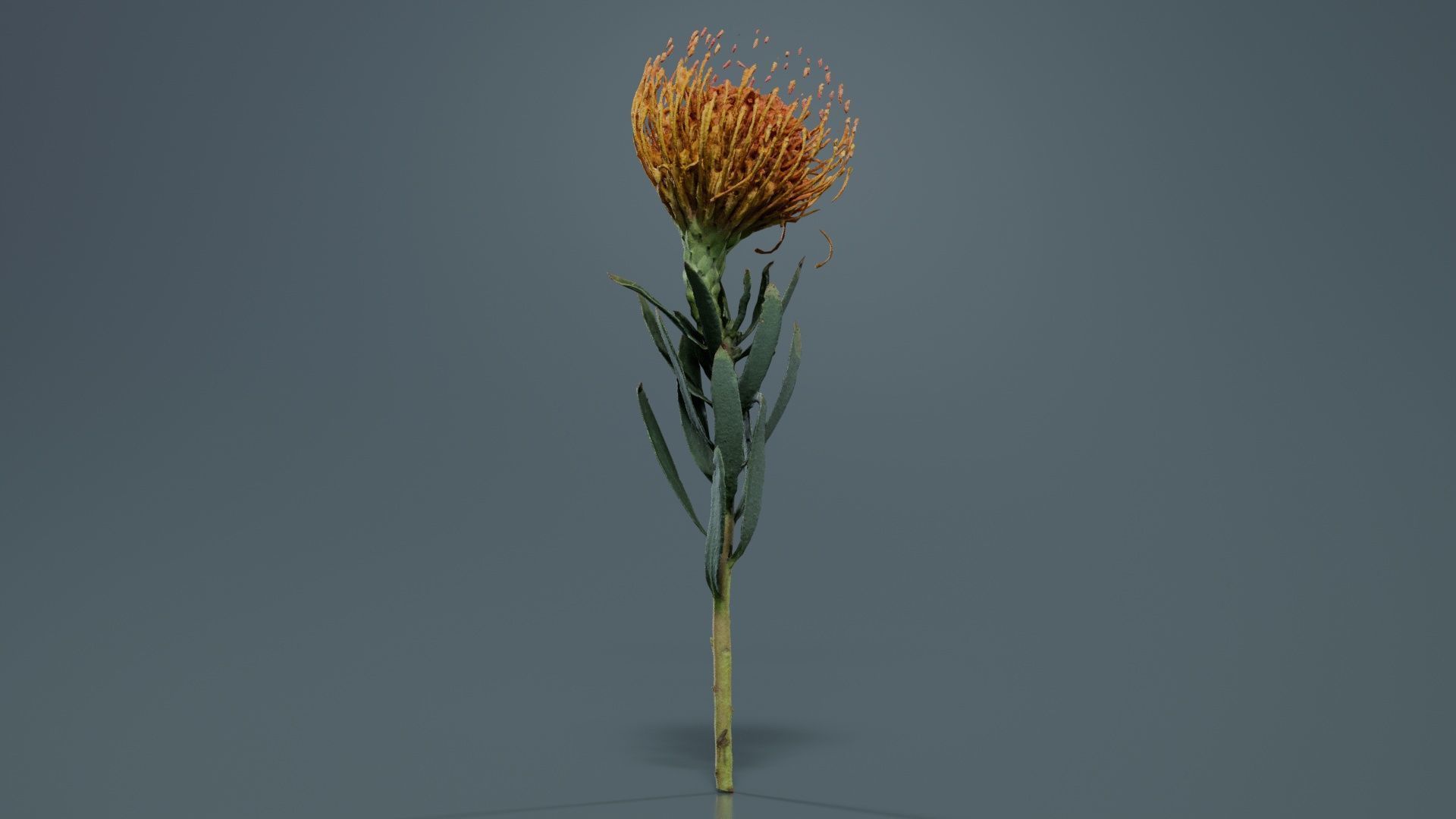 Ornamental Pincushion Leucospermum Cordifolium Low-poly 3D model_3