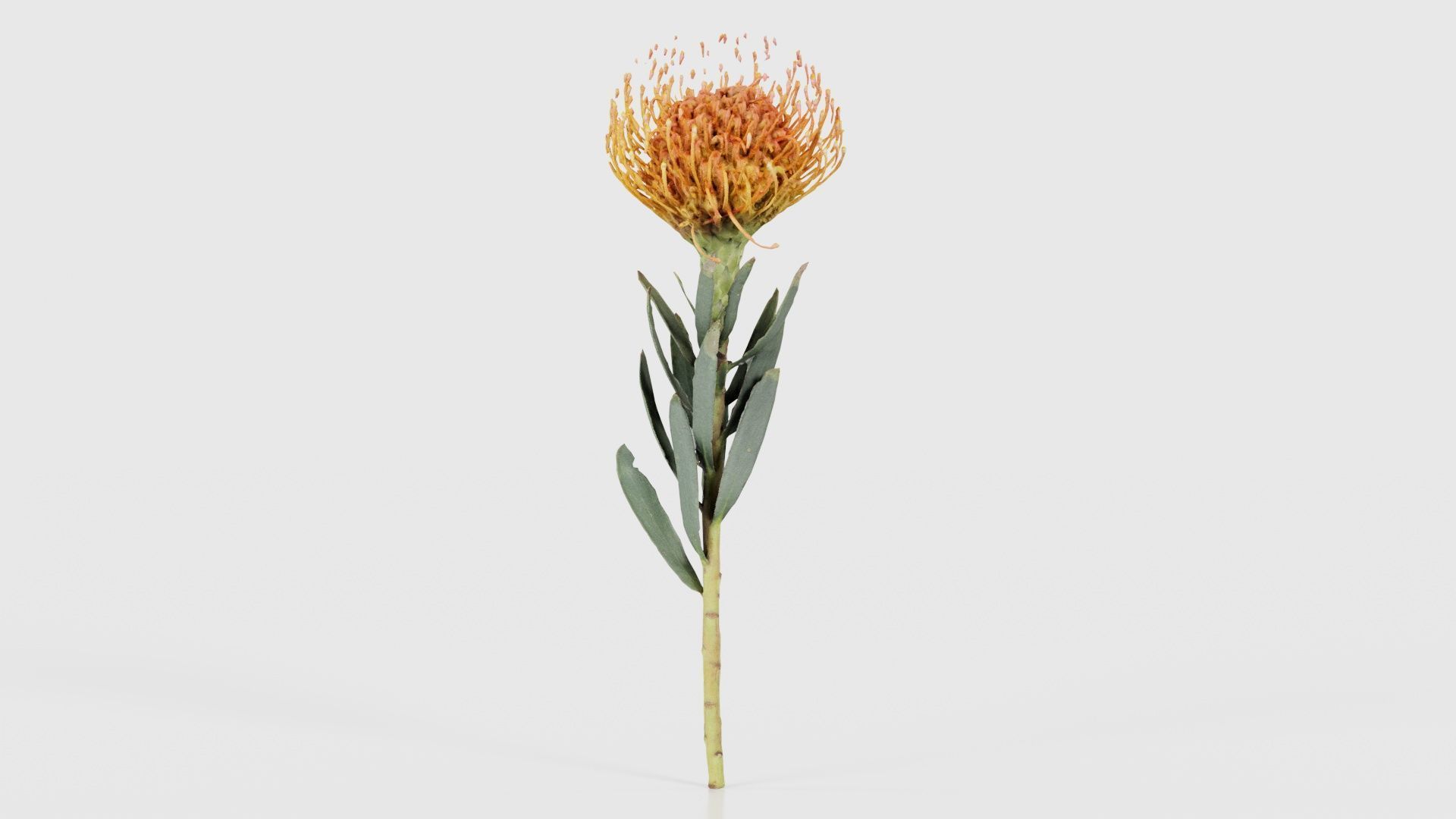 Ornamental Pincushion Leucospermum Cordifolium Low-poly 3D model_16