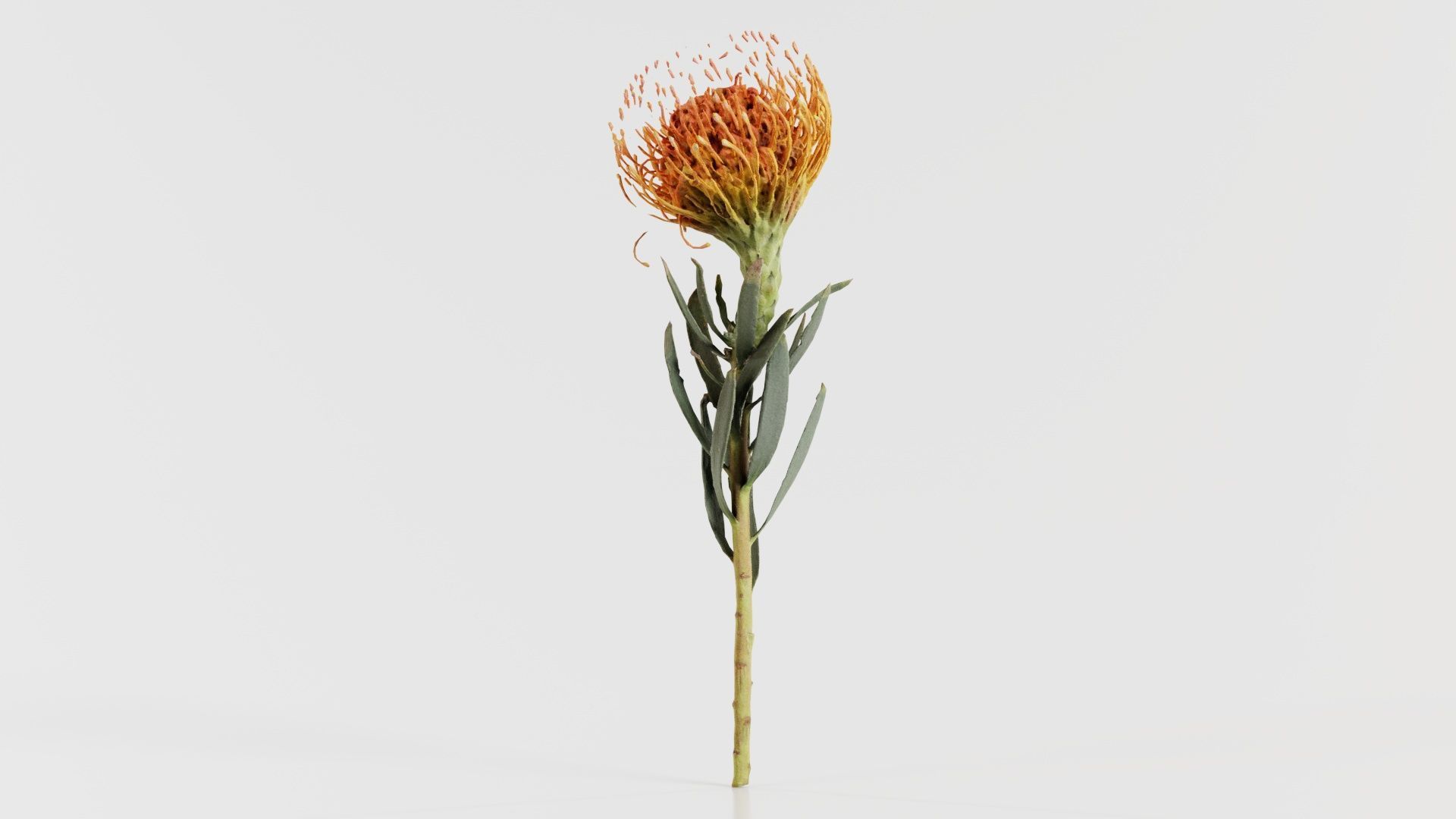 Ornamental Pincushion Leucospermum Cordifolium Low-poly 3D model_5