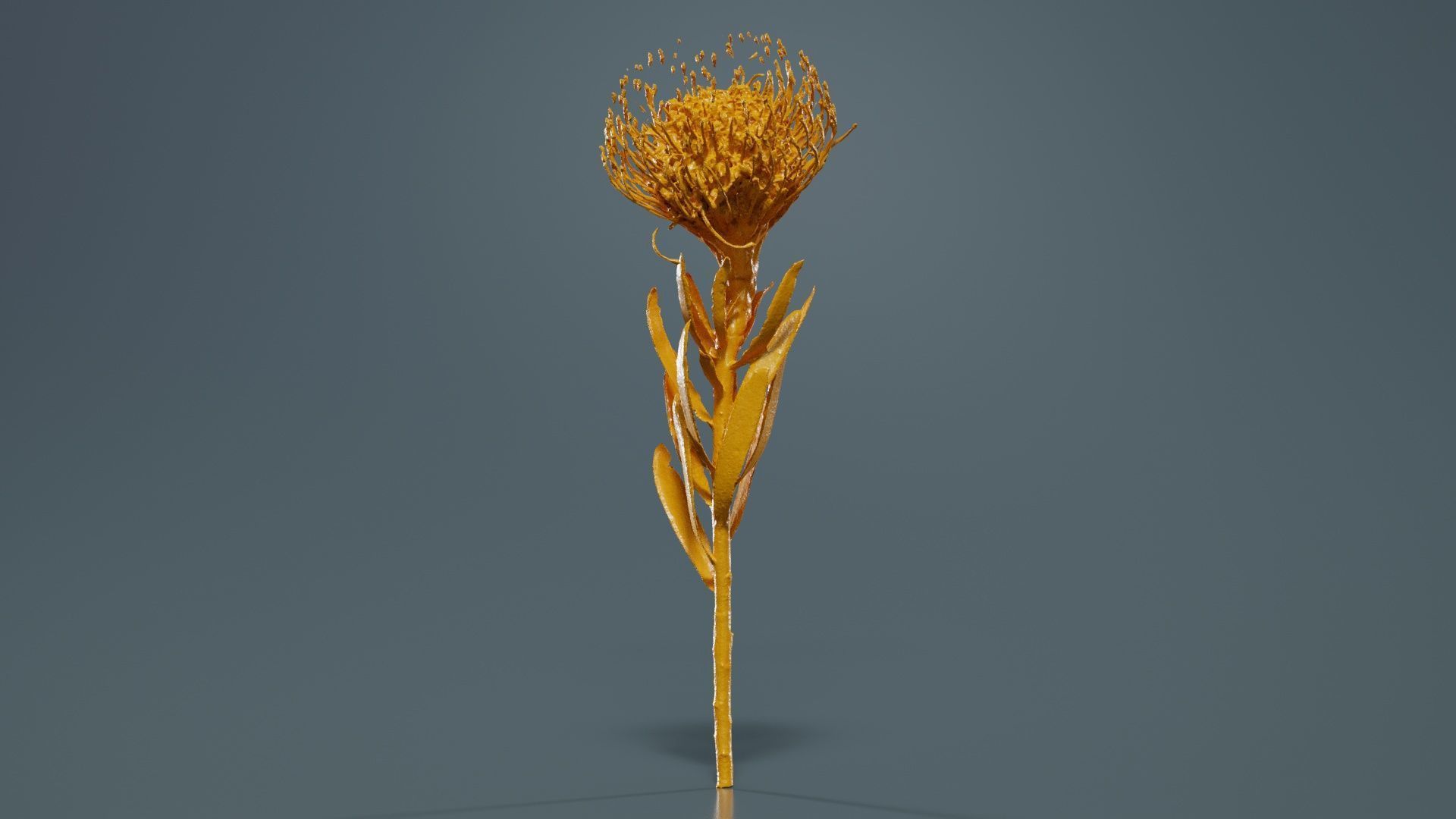 Ornamental Pincushion Leucospermum Cordifolium Low-poly 3D model_12