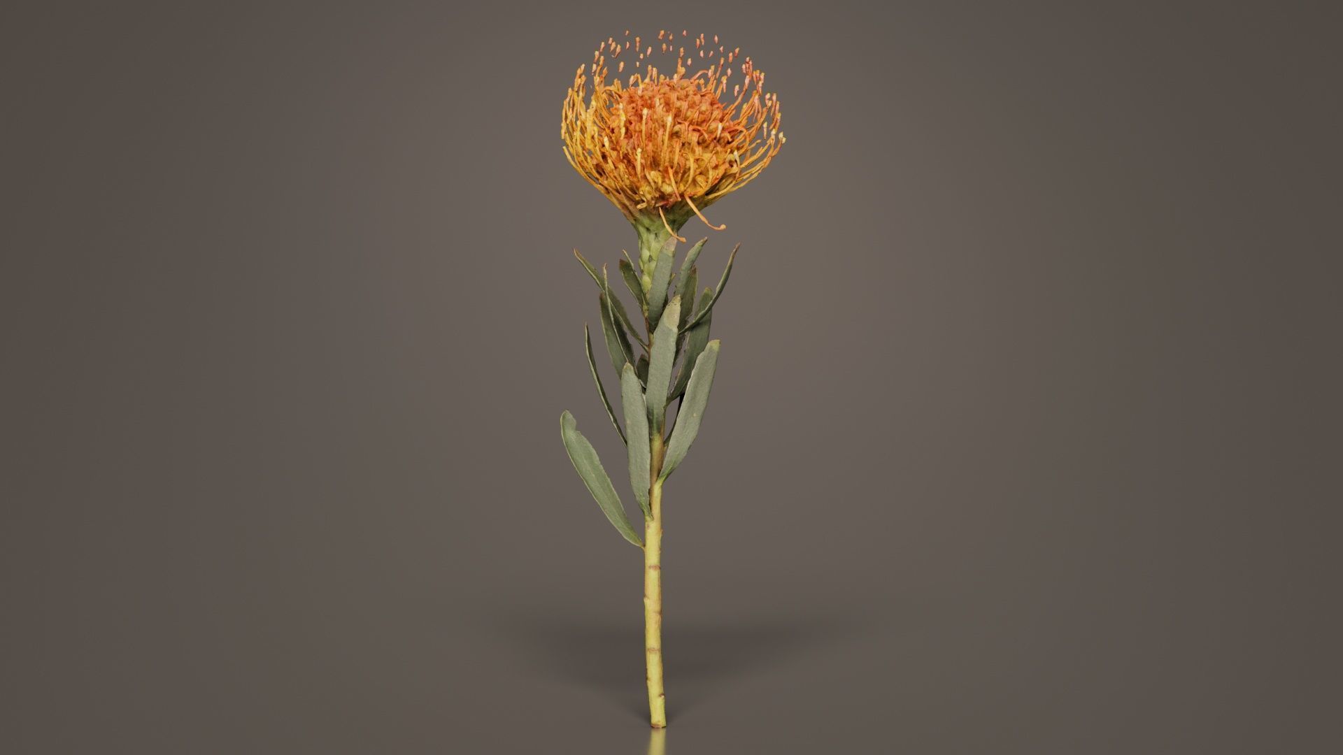 Ornamental Pincushion Leucospermum Cordifolium Low-poly 3D model_6