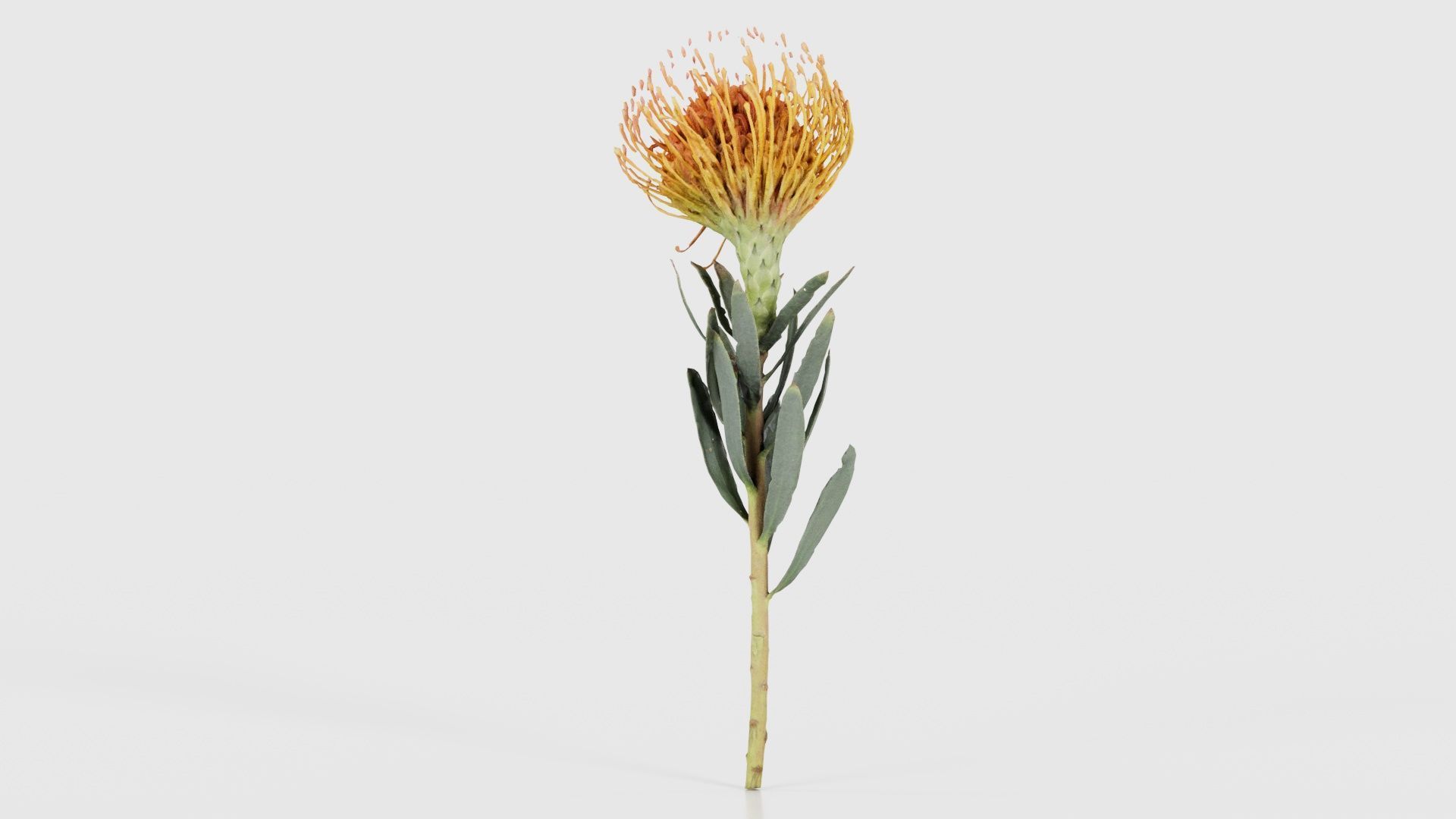 Ornamental Pincushion Leucospermum Cordifolium Low-poly 3D model_23