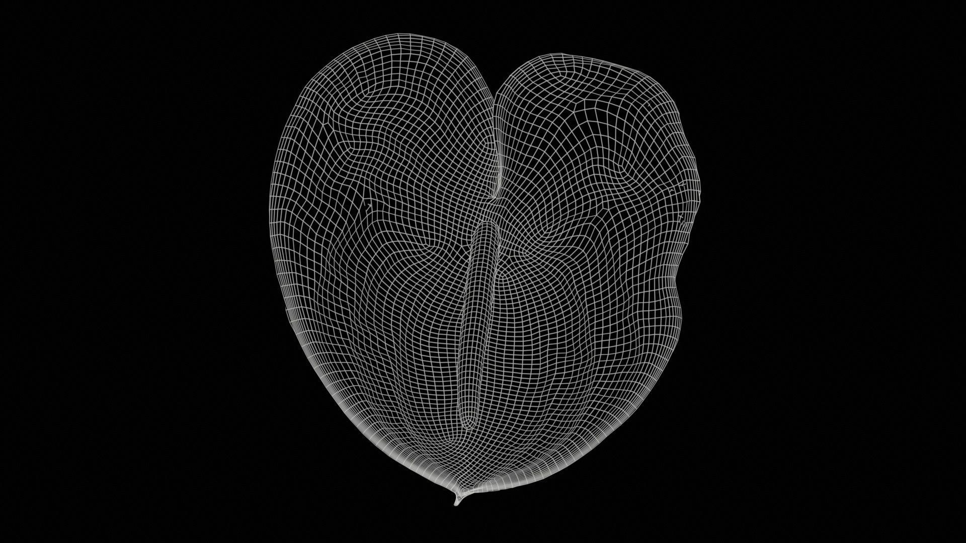 Painters Palette Anthurium Andraeanum Laceleaf Low-poly 3D model_11