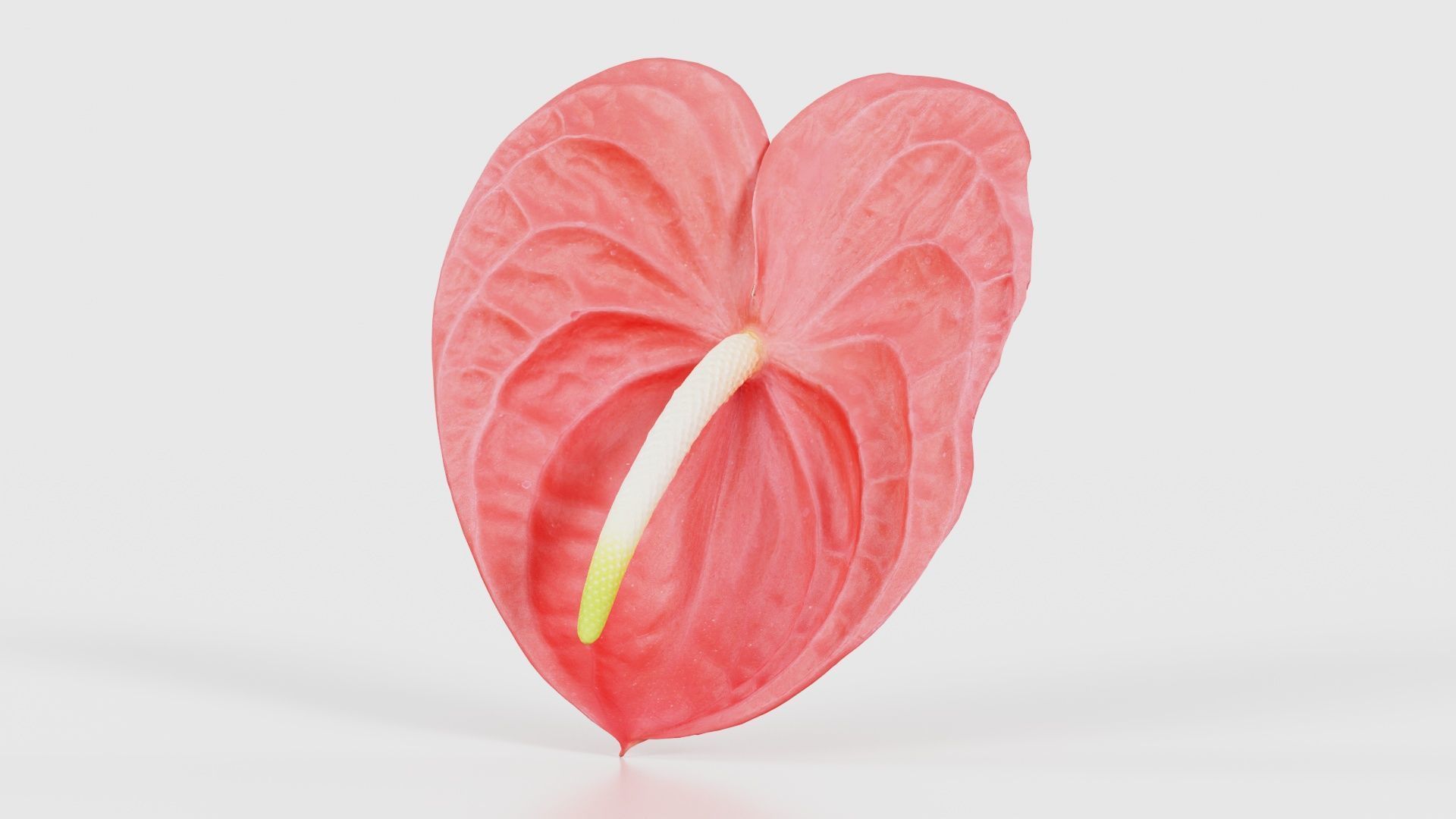 Painters Palette Anthurium Andraeanum Laceleaf Low-poly 3D model_26