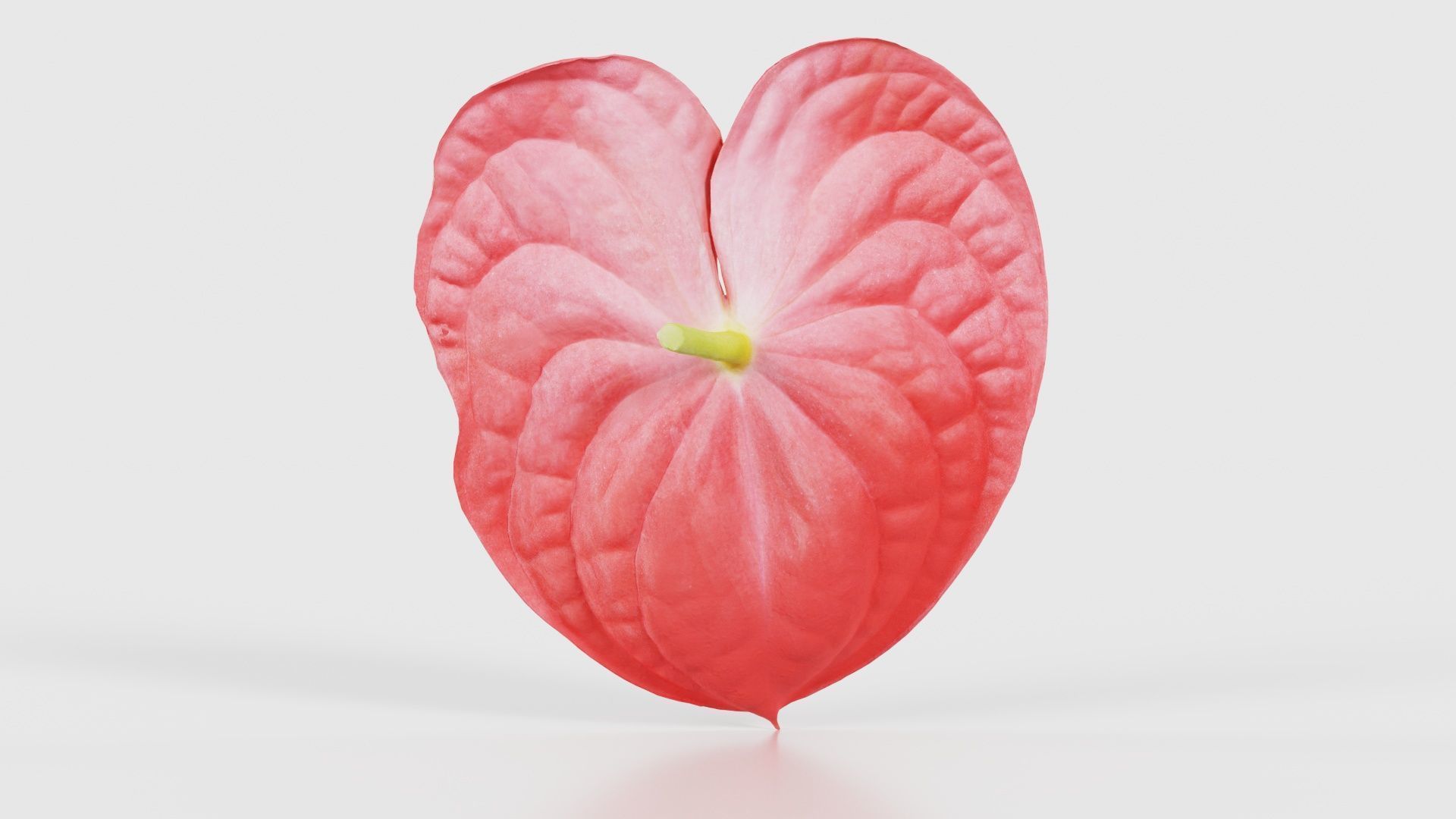 Painters Palette Anthurium Andraeanum Laceleaf Low-poly 3D model_21