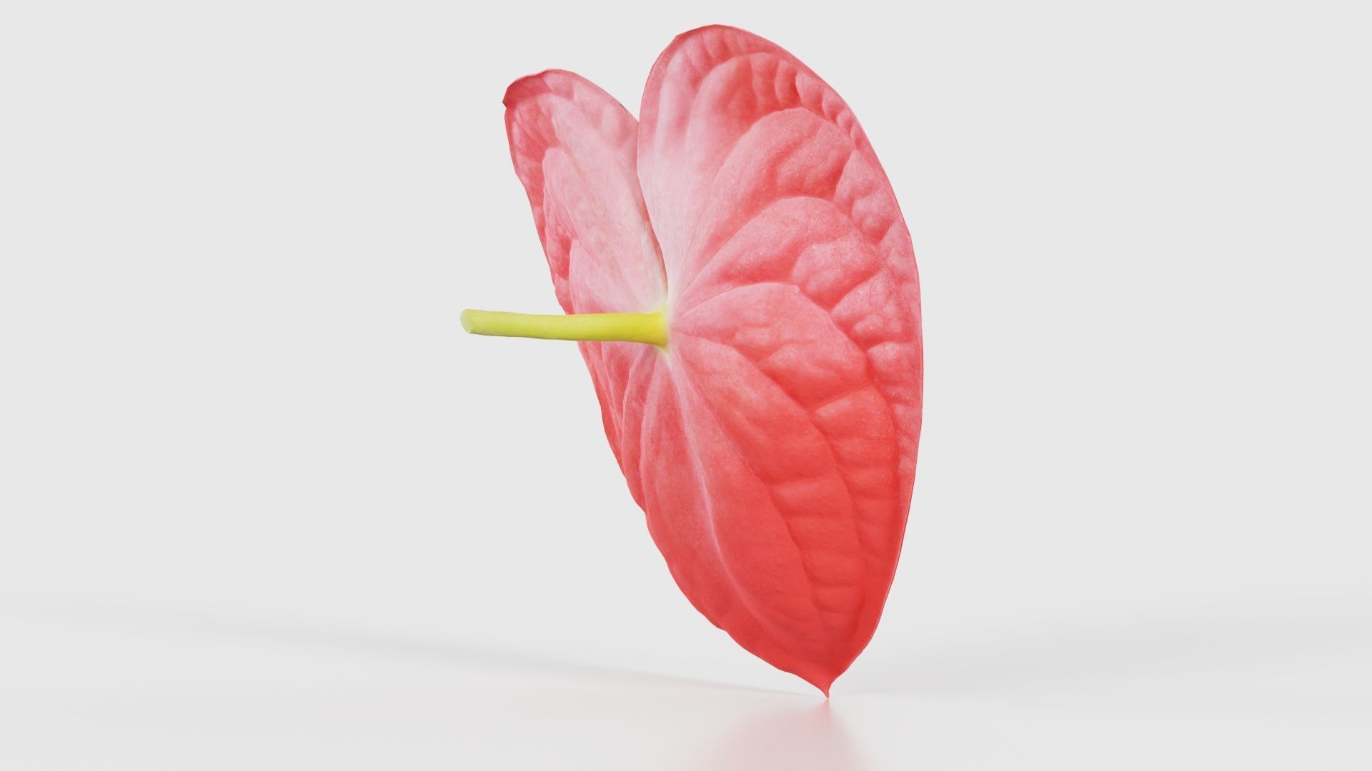 Painters Palette Anthurium Andraeanum Laceleaf Low-poly 3D model_19