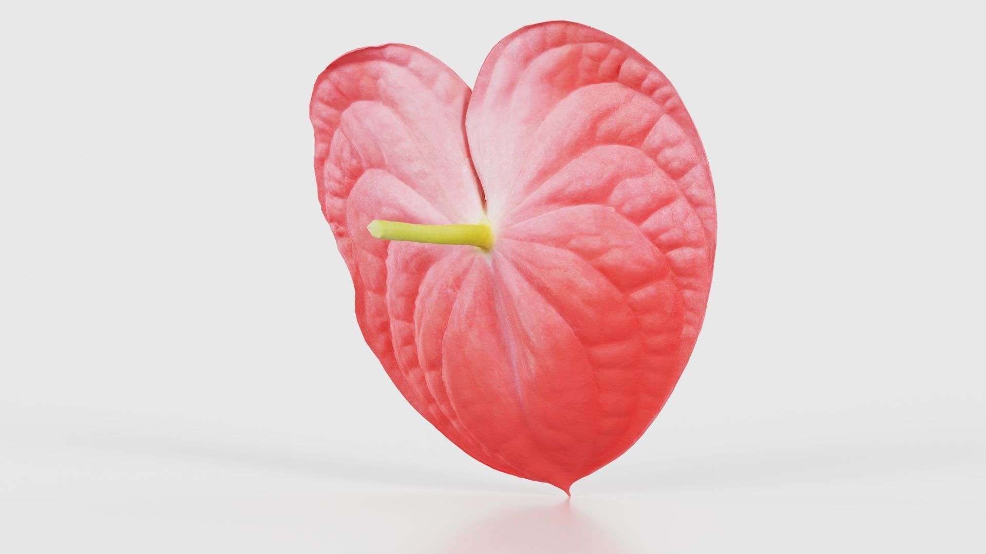 Painters Palette Anthurium Andraeanum Laceleaf Low-poly 3D model_20