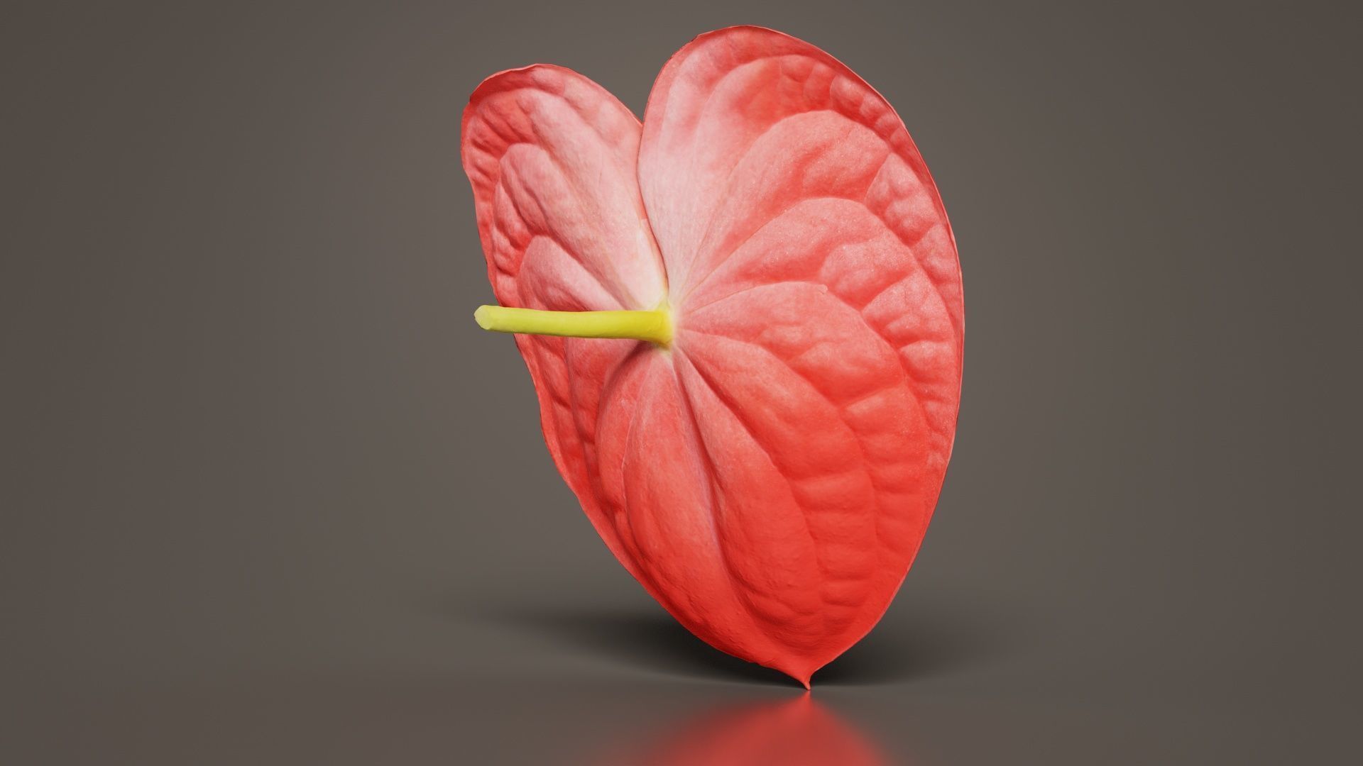 Painters Palette Anthurium Andraeanum Laceleaf Low-poly 3D model_4